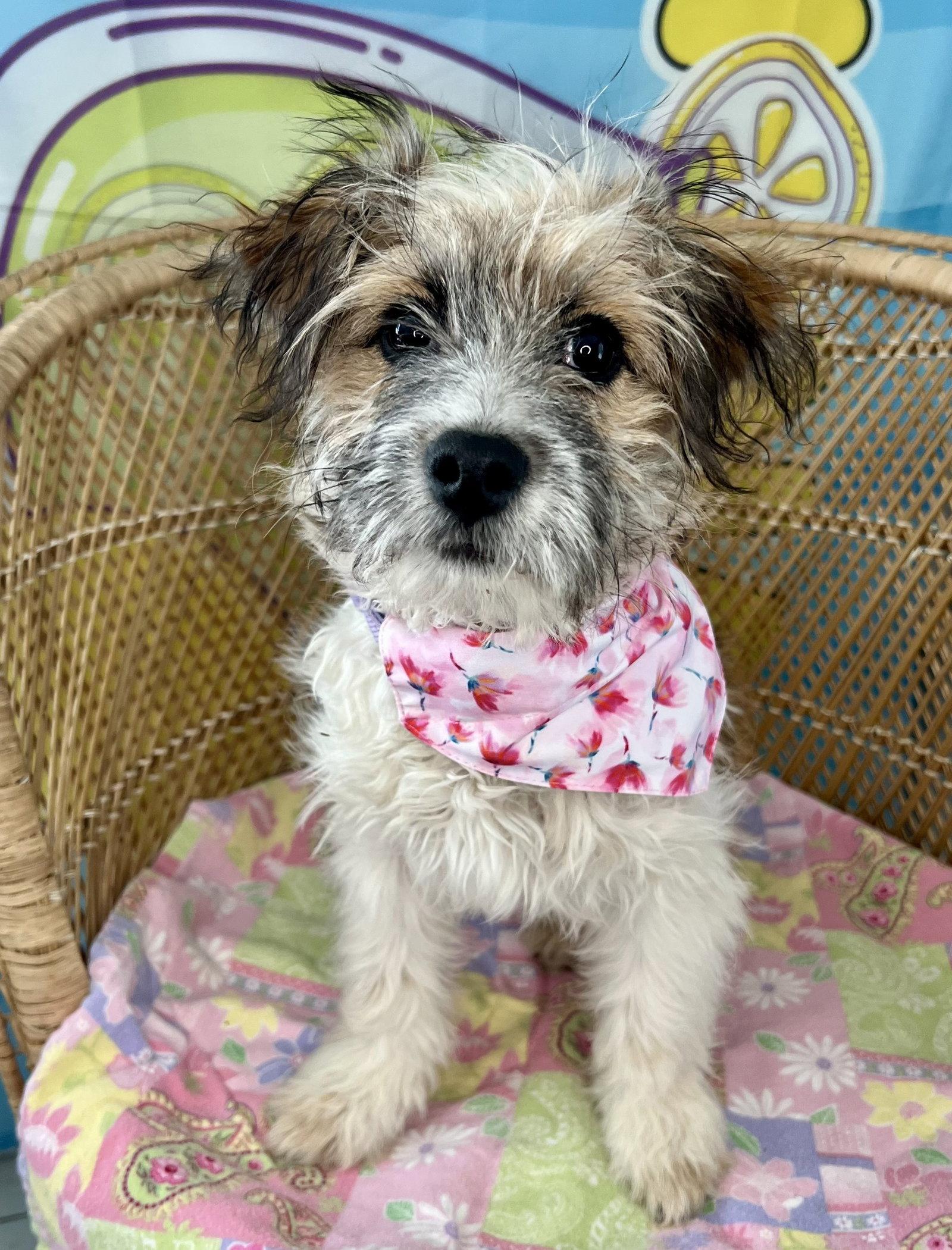 Grace, Adoptable, Young Female Havanese.