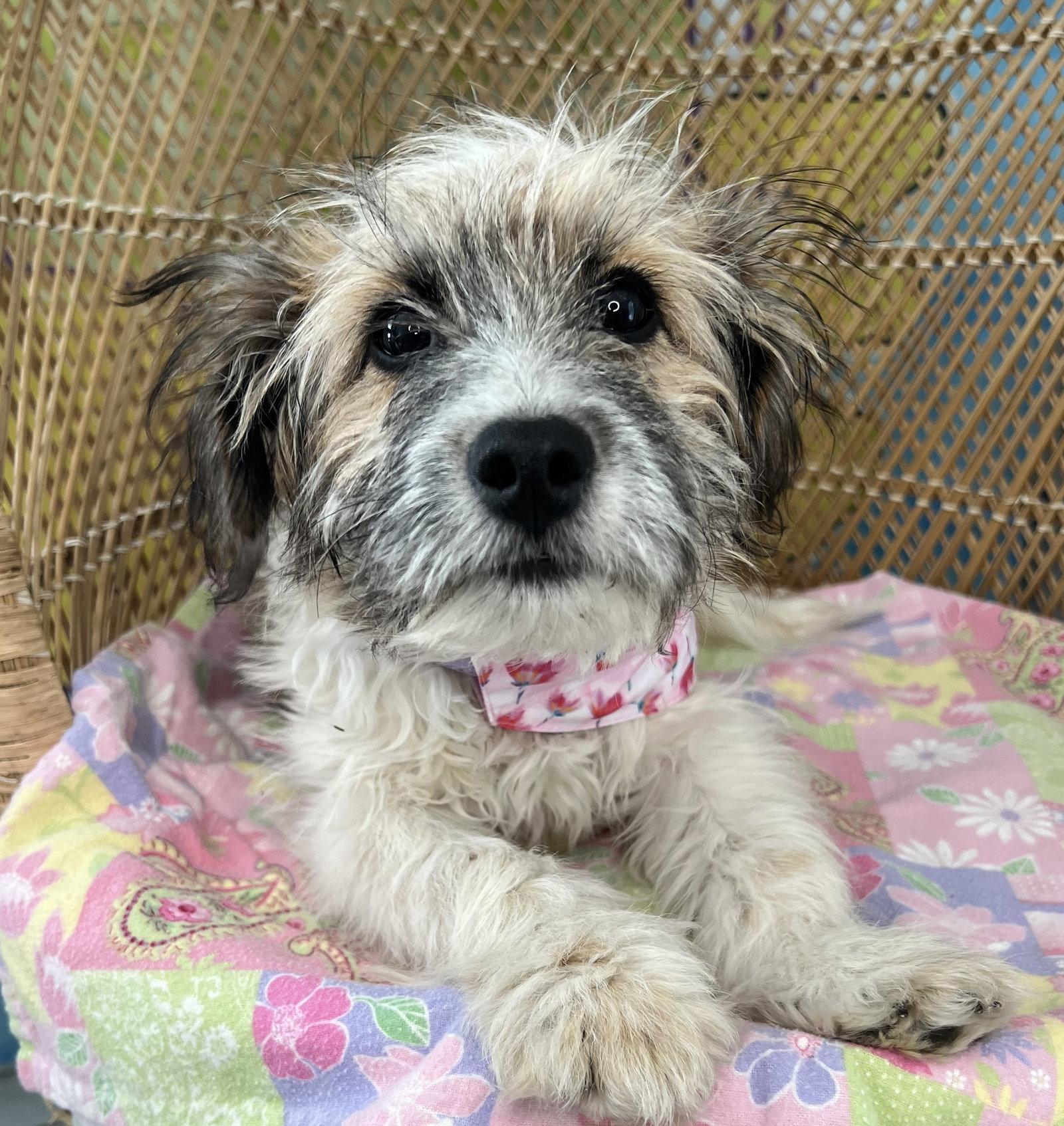 Grace, a Adoptable Havanese in Seattle, WA image 2/2