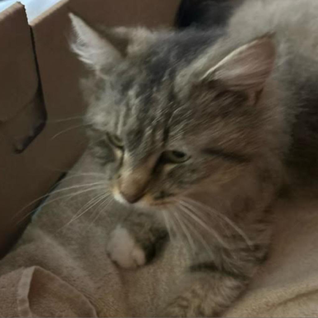 Maya, Adoptable, Adult Female Domestic Long Hair.