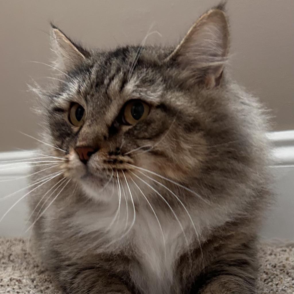 Maya, a Adoptable Domestic Long Hair in Marion, IL image 4/6