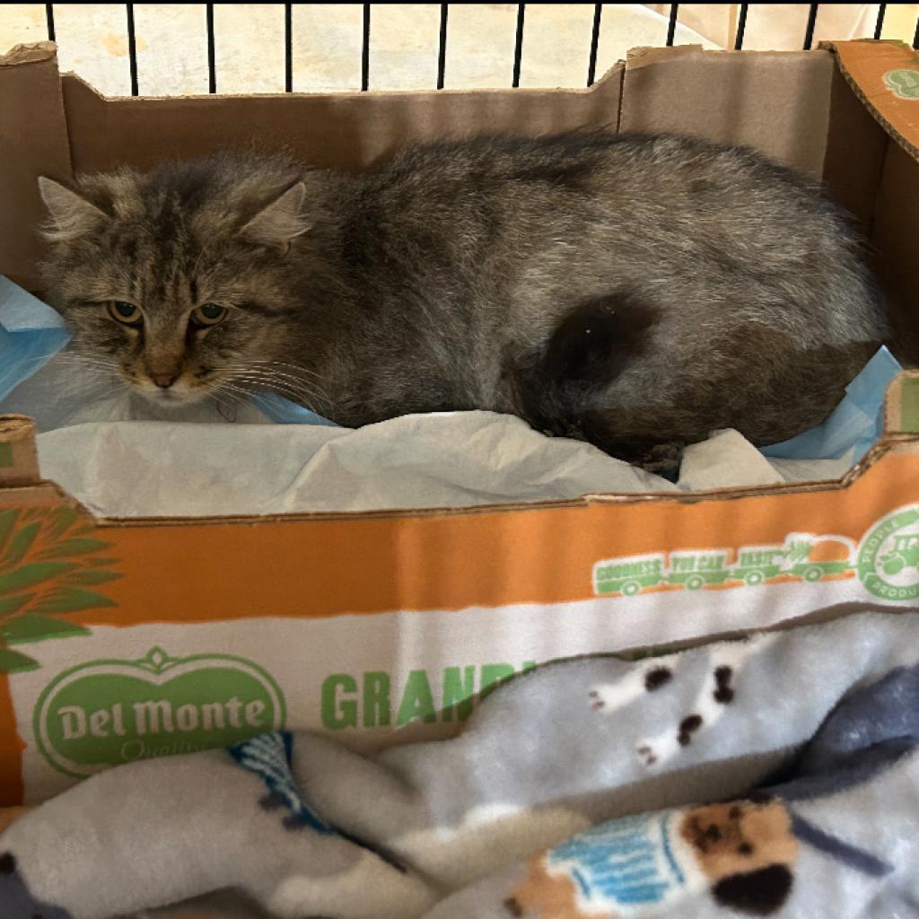 Maya, a Adoptable Domestic Long Hair in Marion, IL image 6/6