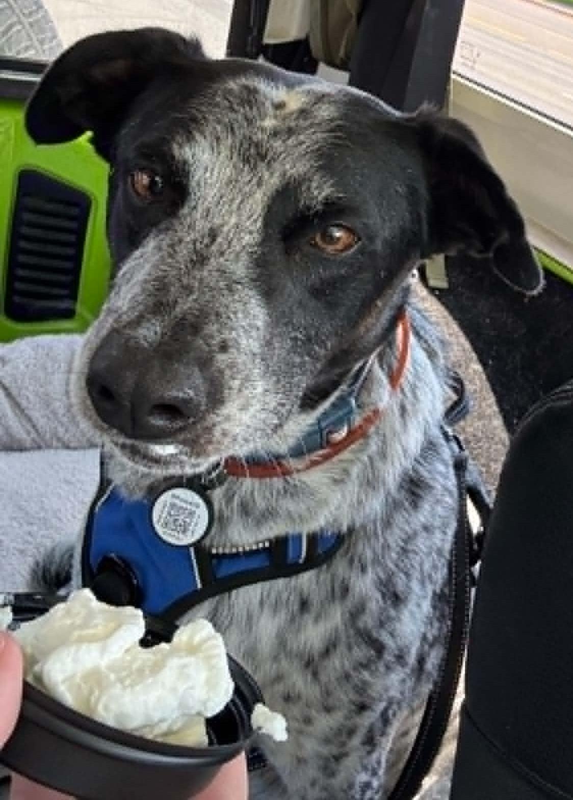 Enlarge Joey, a Adoptable mixed breed in Arlee, MT image 3/4