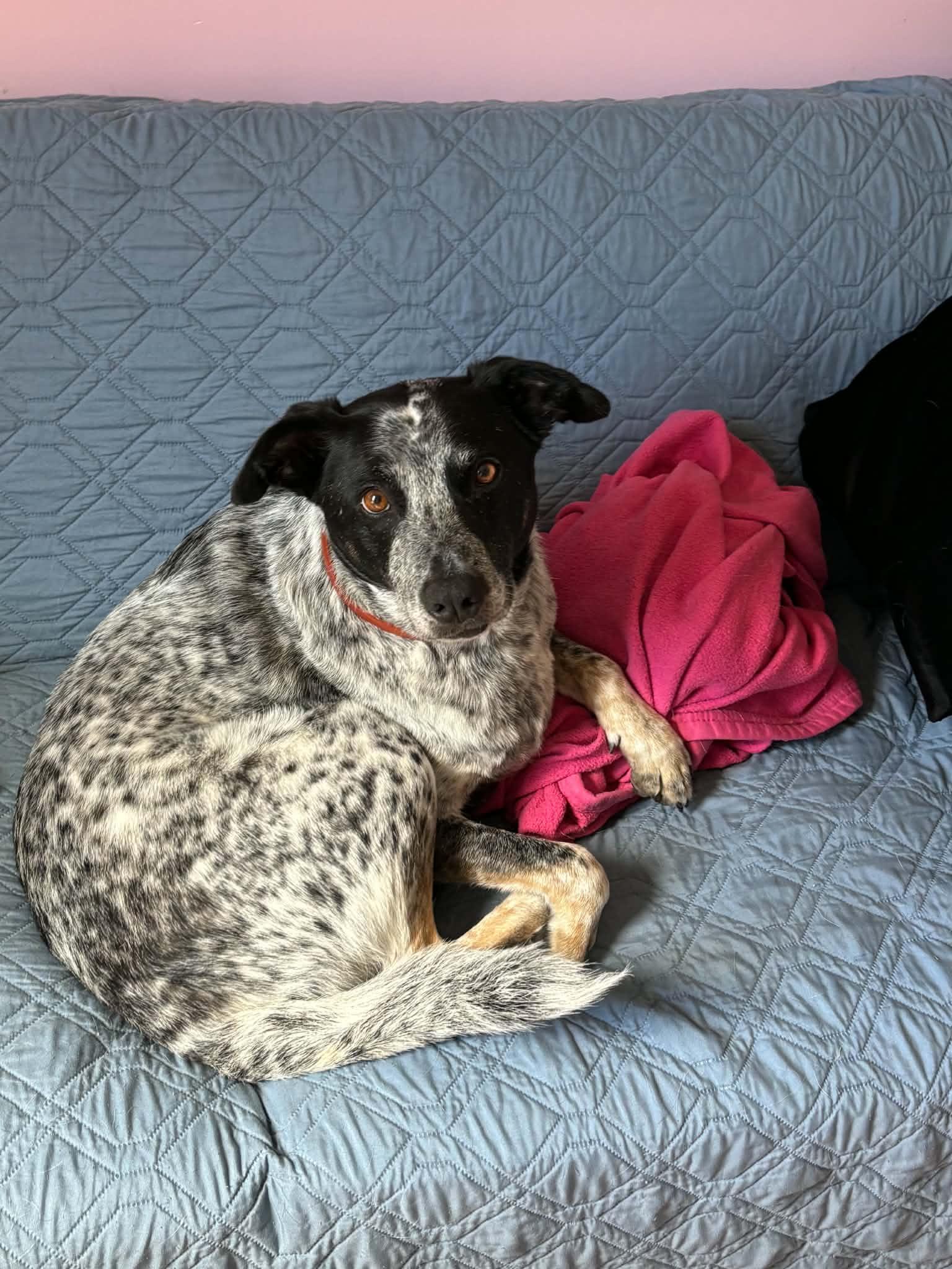 Joey, ADOPTABLE, Adult Male Australian Cattle Dog / Blue Heeler.