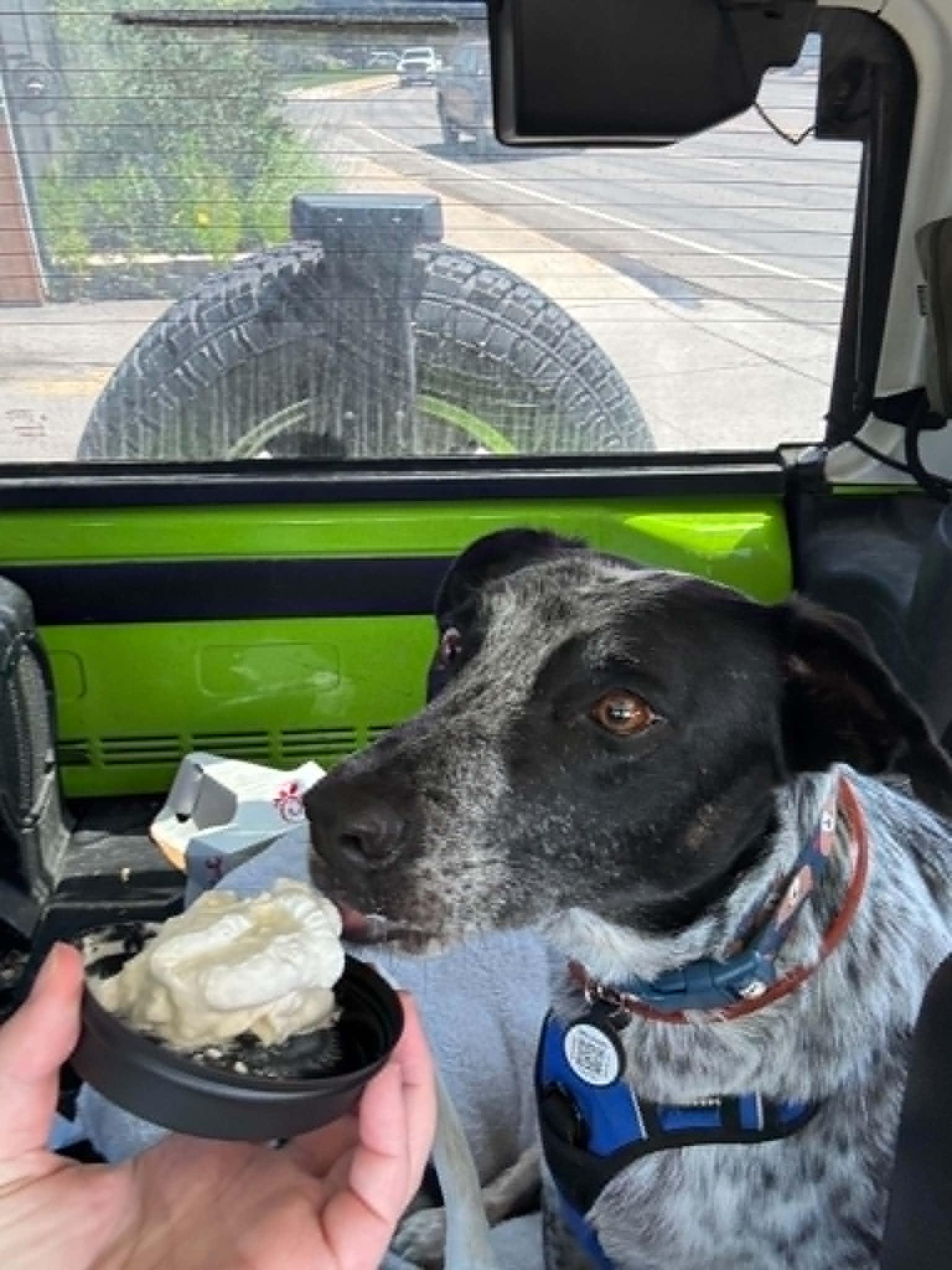 Enlarge Joey, a Adoptable mixed breed in Arlee, MT image 2/4