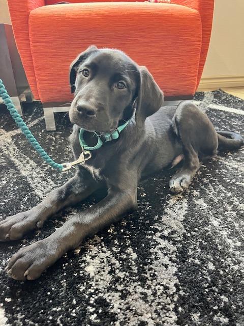 Apollo, Young Male Labrador Retriever