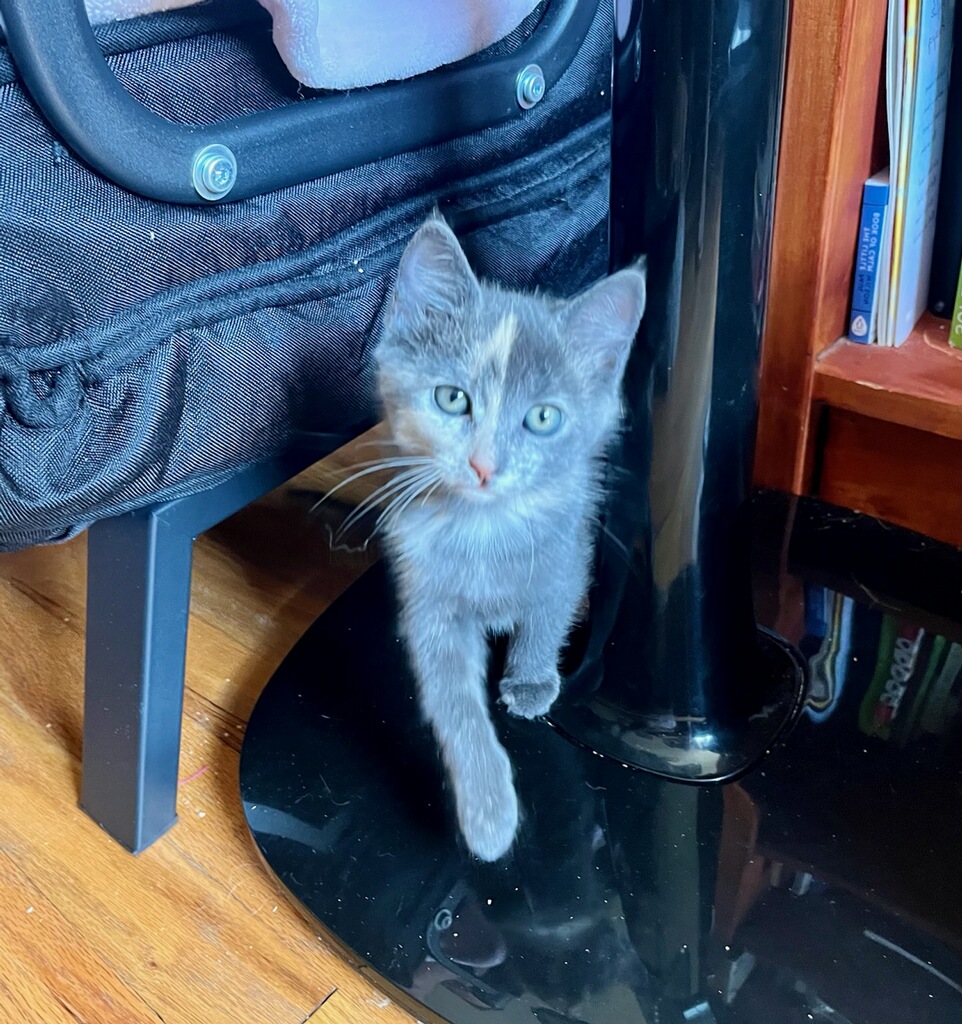 Cat for adoption Ash Wood, a Domestic Short Hair Mix in Syracuse, NY