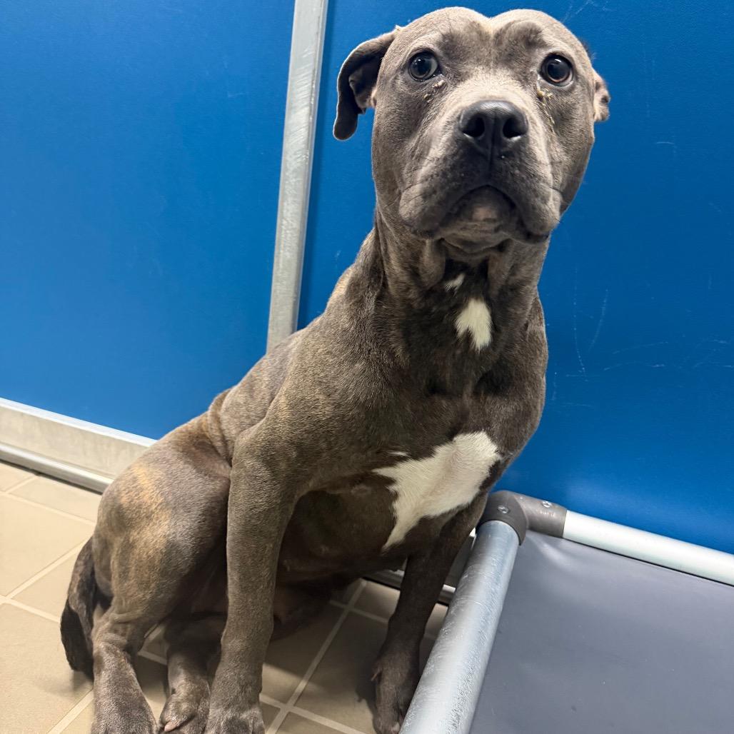 Shandy, Adoptable, Young Female Pit Bull Terrier.