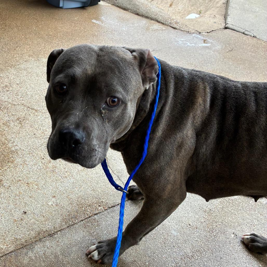 Enlarge Shandy, a Adoptable Pit Bull Terrier in Bryan, TX image 2/2