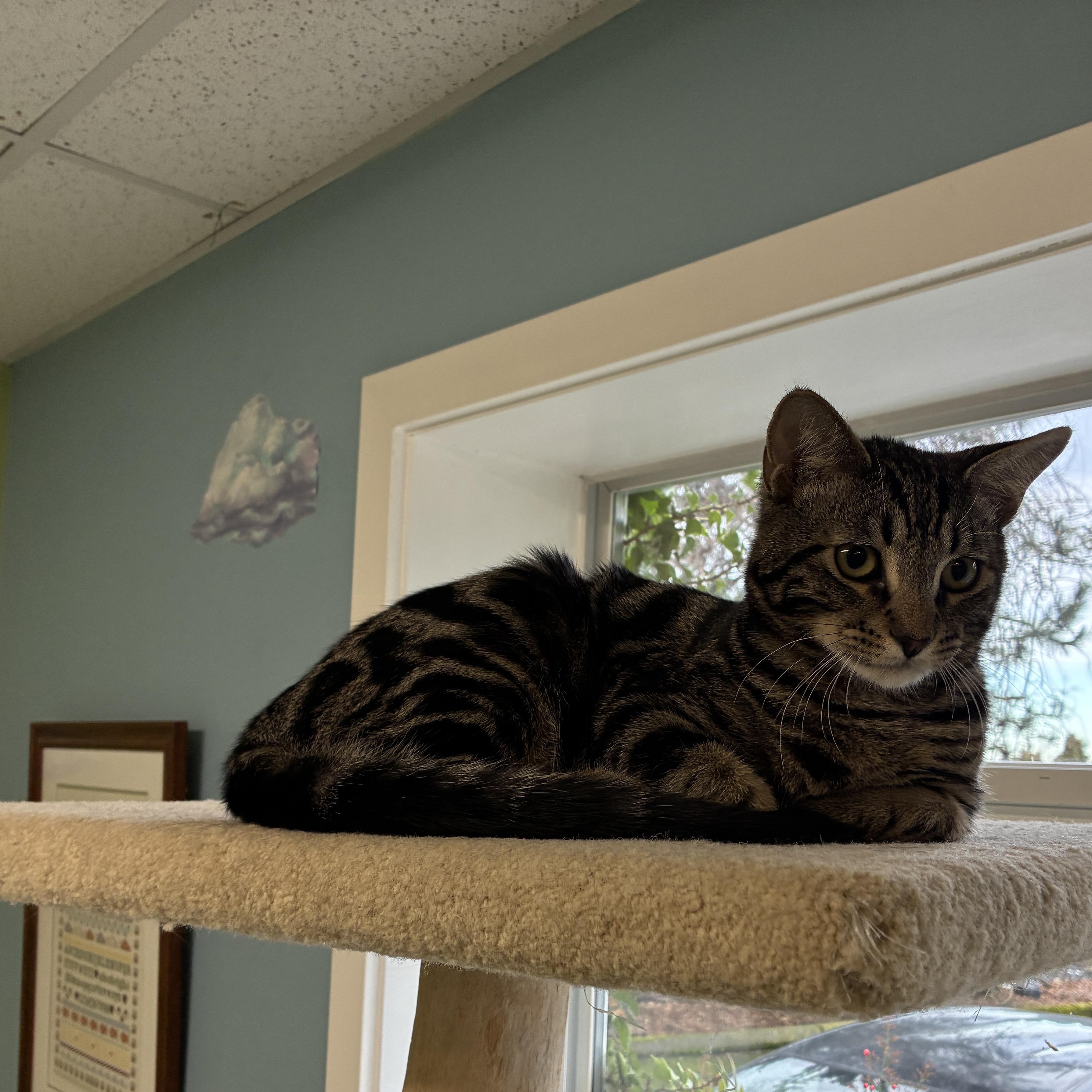 Limerick, Adoptable, Young Male Domestic Short Hair.