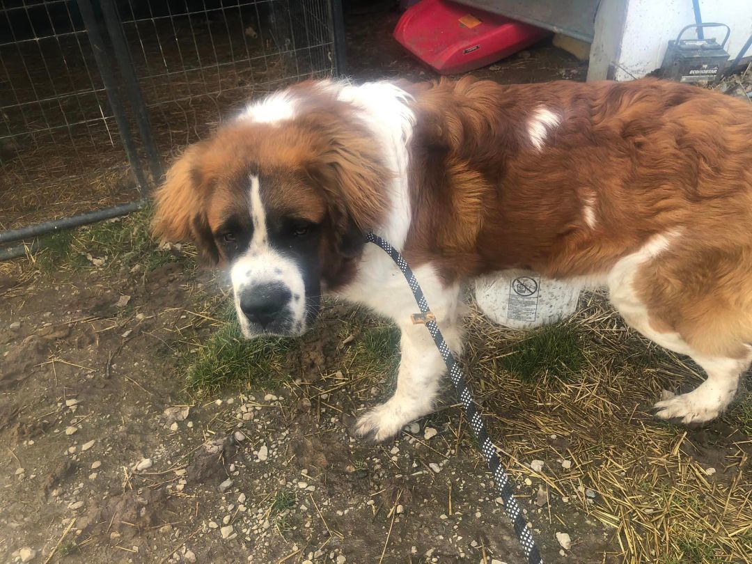 Quincy, Adopted, Adult Male Saint Bernard.