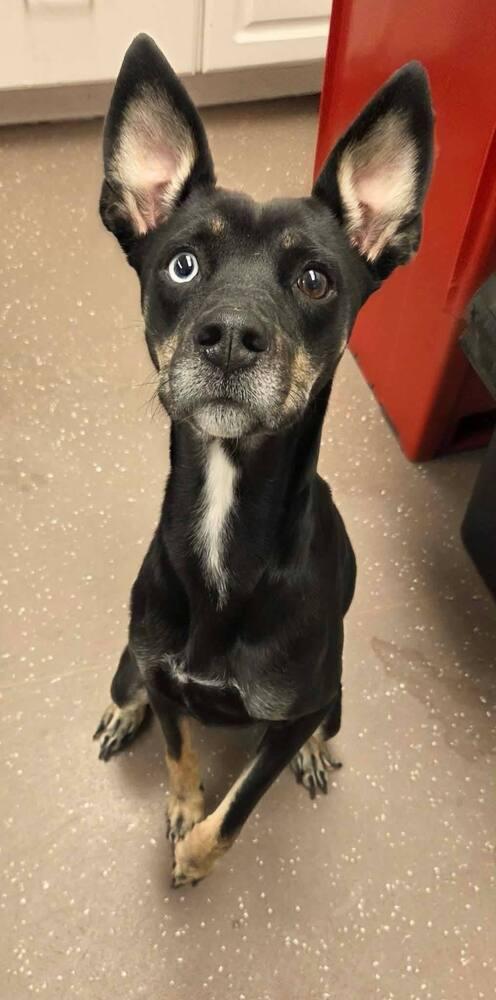 Enlarge Chupa - In Training, a Adoptable mixed breed in Elkhart , IN image 1/5