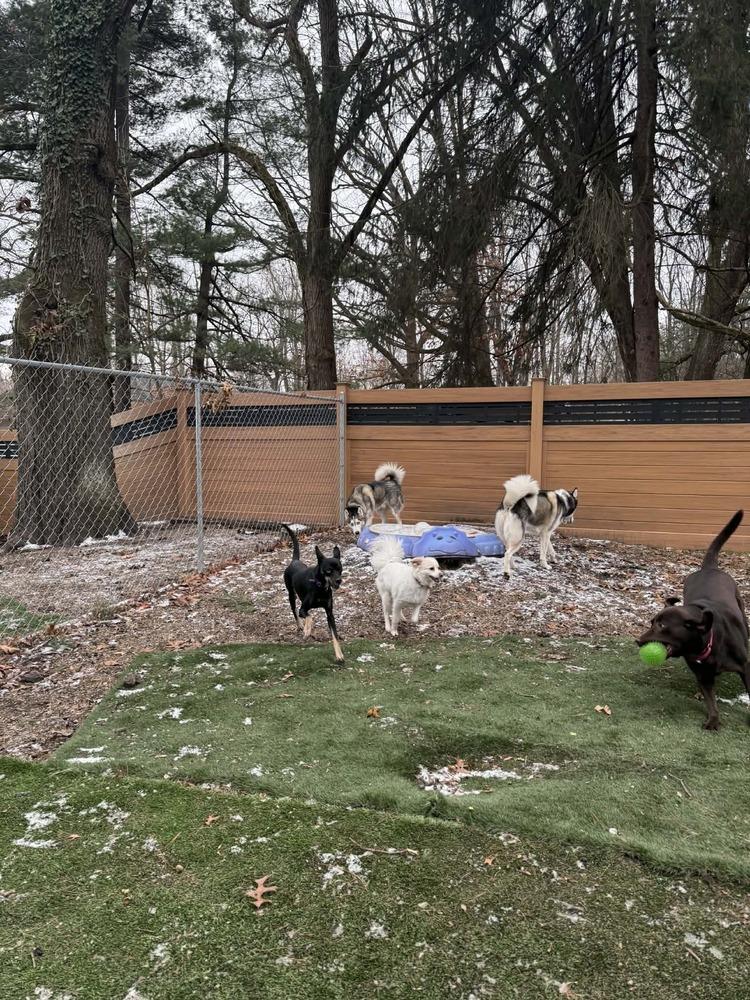 Enlarge Chupa - In Training, a Adoptable mixed breed in Elkhart , IN image 2/5