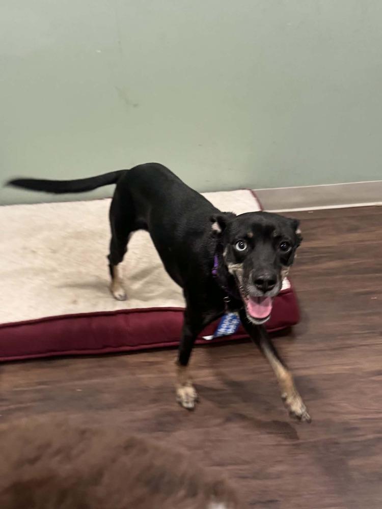 Enlarge Chupa - In Training, a Adoptable mixed breed in Elkhart , IN image 3/5