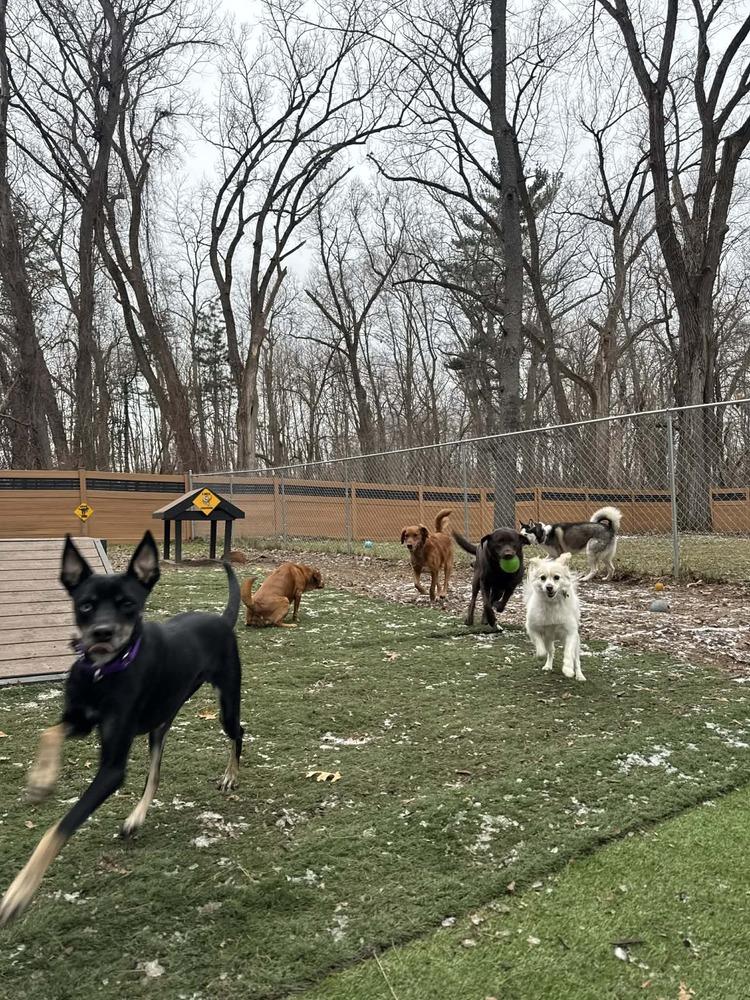 Chupa  In Training thumbnail 4