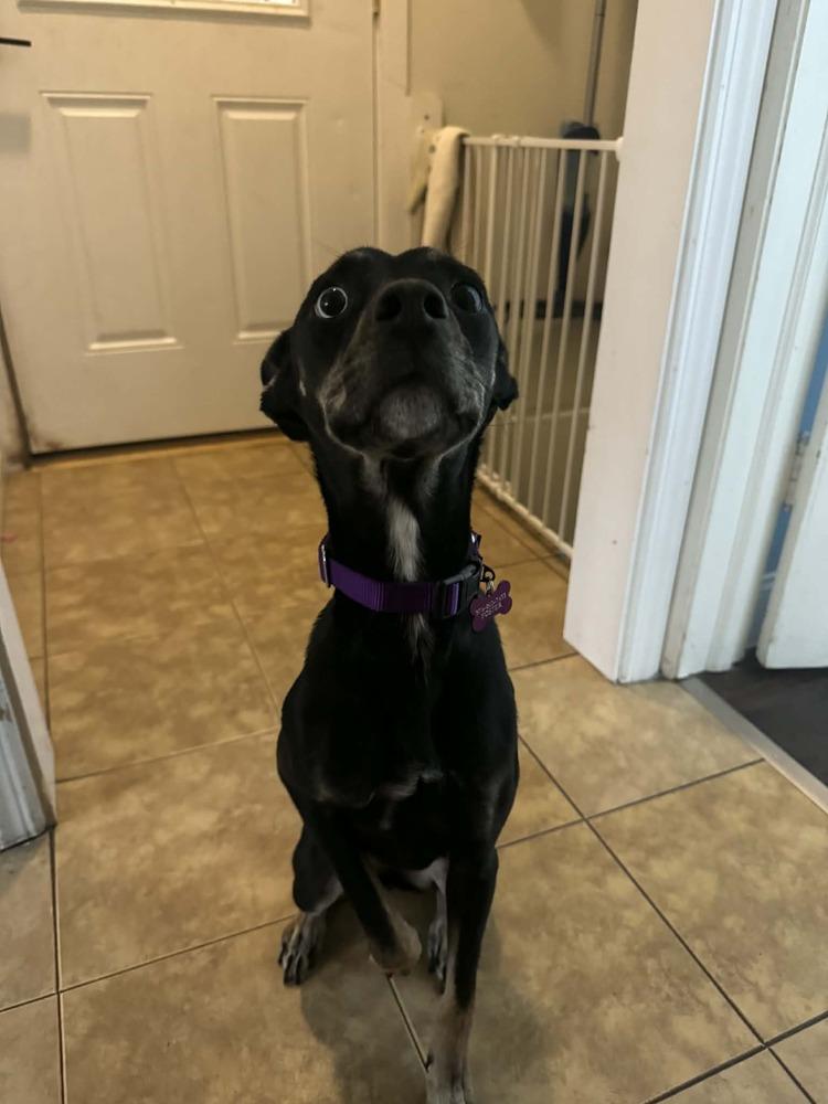 Enlarge Chupa - In Training, a Adoptable mixed breed in Elkhart , IN image 5/5