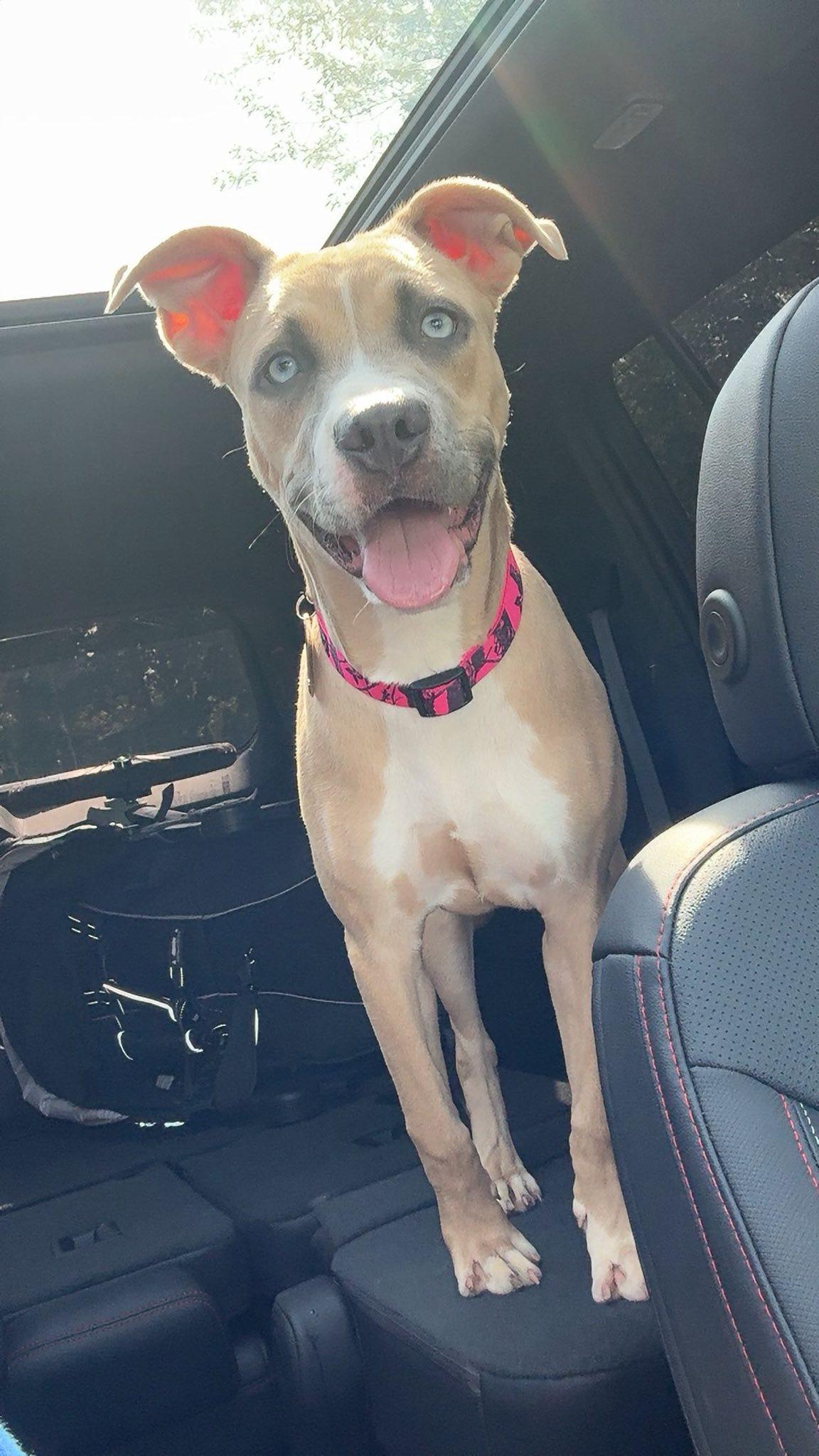 Enlarge Nova, a Adopted mixed breed in Belleville, MI image 1/3