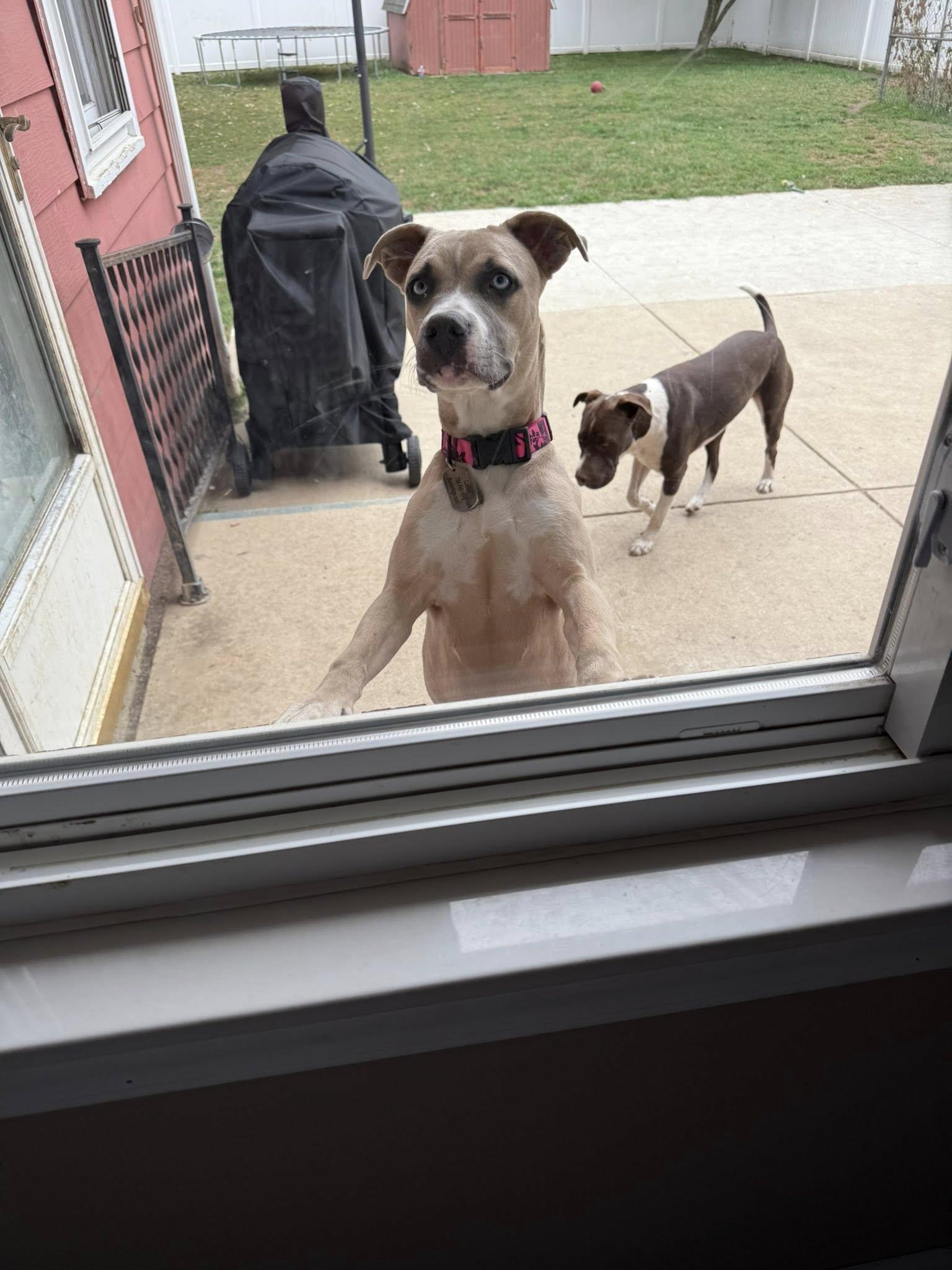 Enlarge Nova, a Adopted mixed breed in Belleville, MI image 2/3