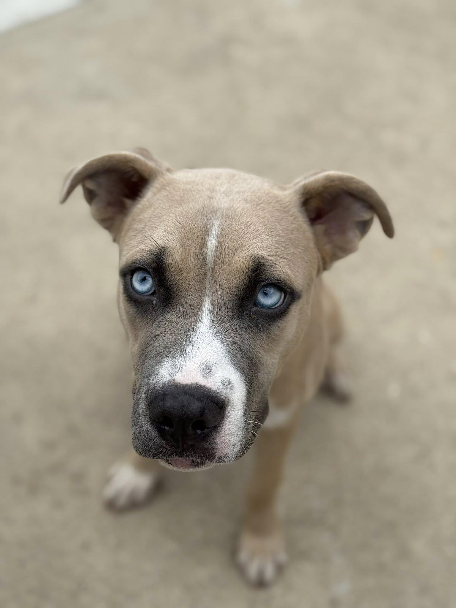 Enlarge Nova, a Adopted mixed breed in Belleville, MI image 3/3