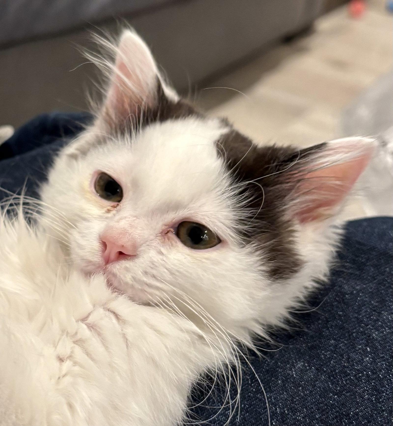 Dobby (bonded with Fred), a Adoptable Domestic Medium Hair in Antioch, CA image 1/2