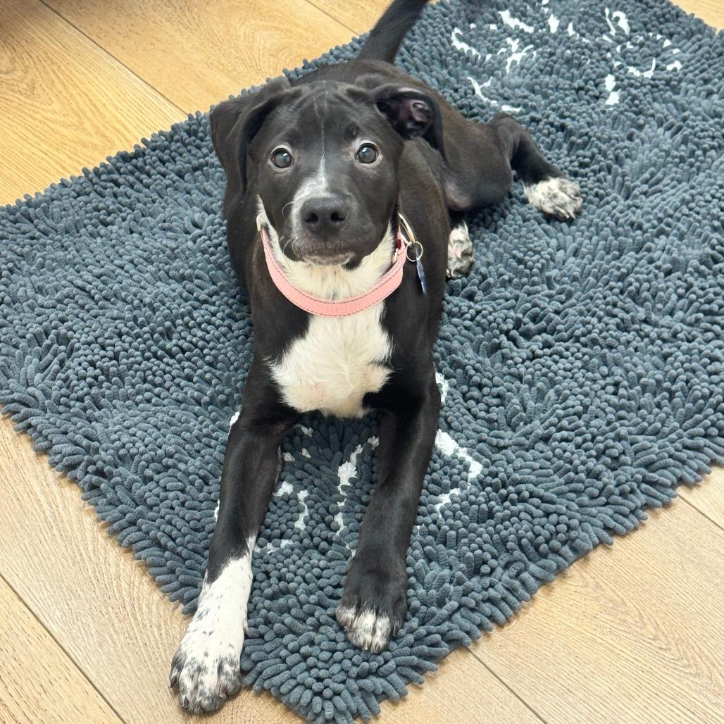 Enlarge Flopsy, a Adoptable mixed breed in Chesapeake, VA image 1/3