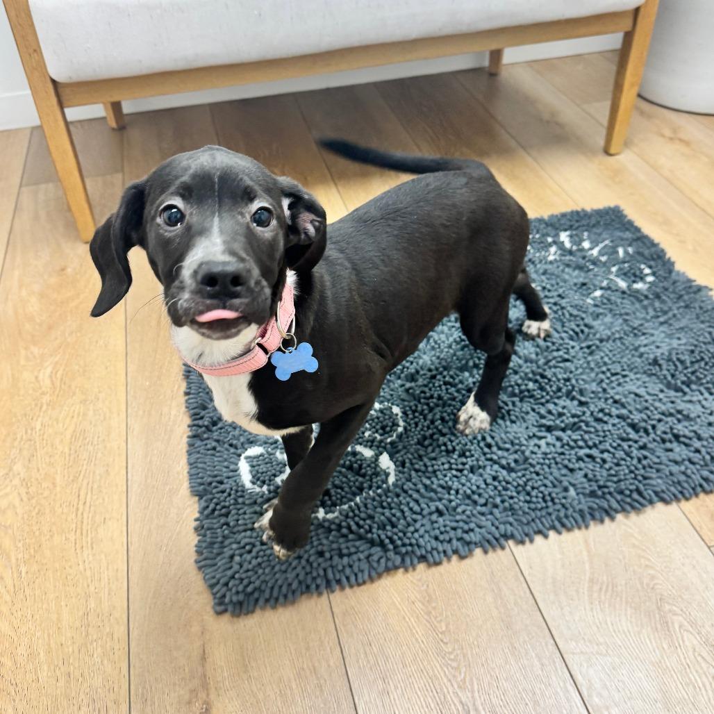 Enlarge Flopsy, a Adoptable mixed breed in Chesapeake, VA image 2/3