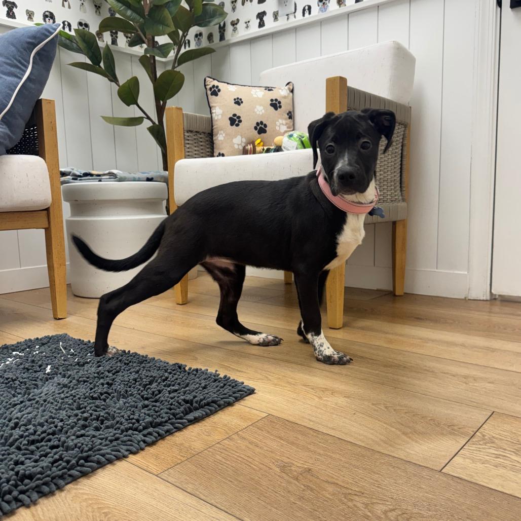 Enlarge Flopsy, a Adoptable mixed breed in Chesapeake, VA image 3/3