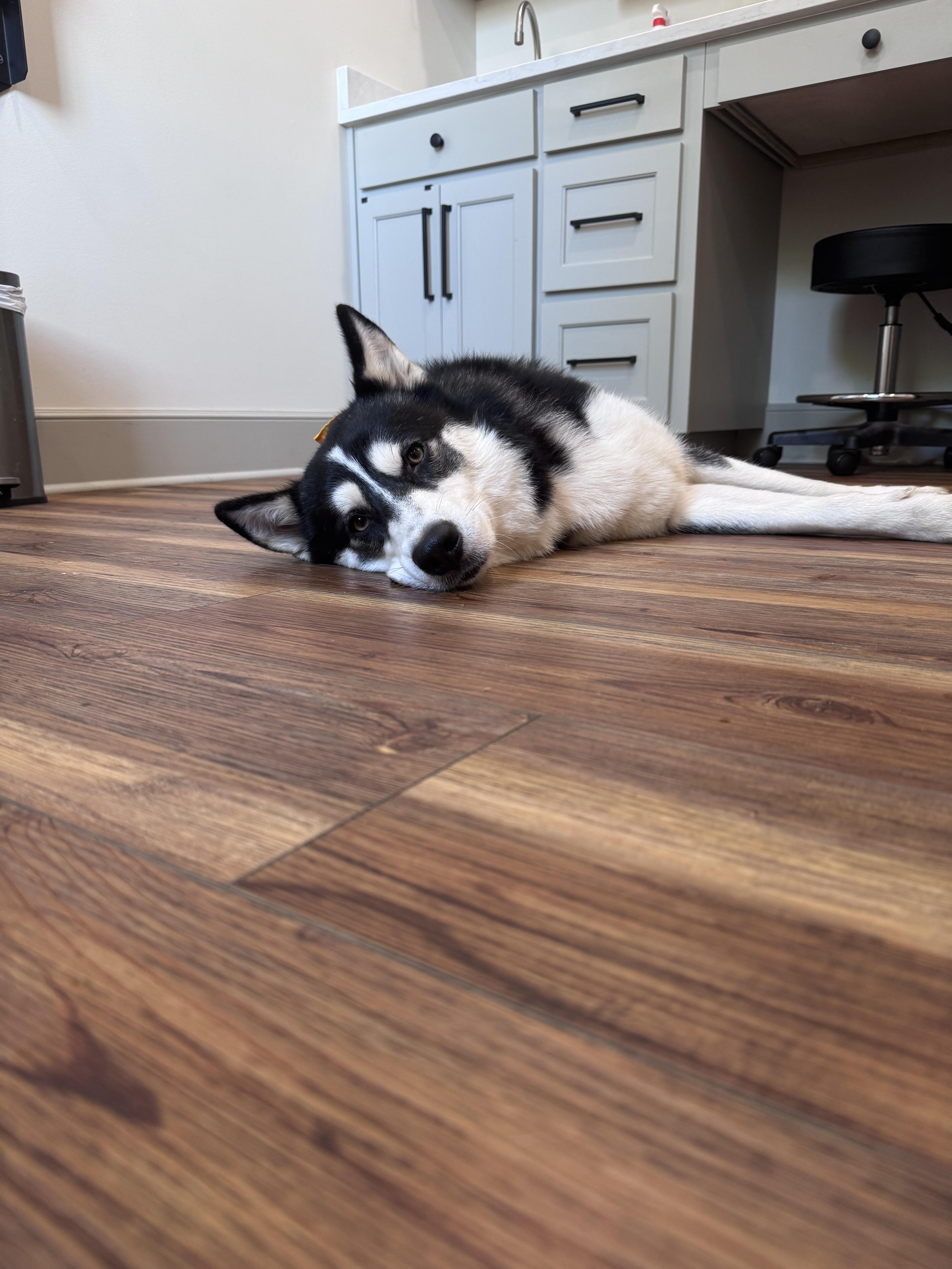 Sir Markus, Adoptable, Adult Male Siberian Husky.