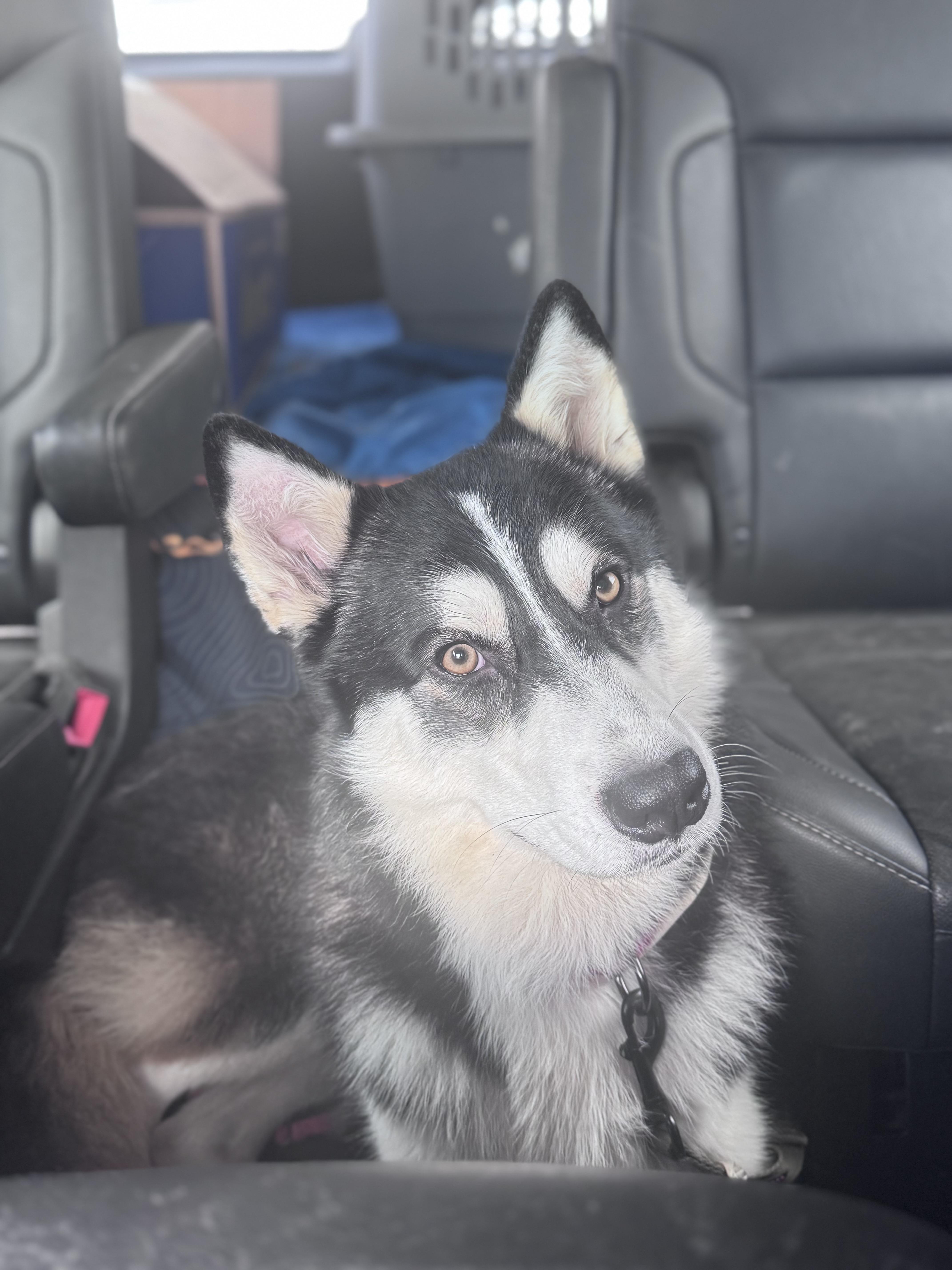 Sir Markus, Adoptable, Adult Male Siberian Husky.