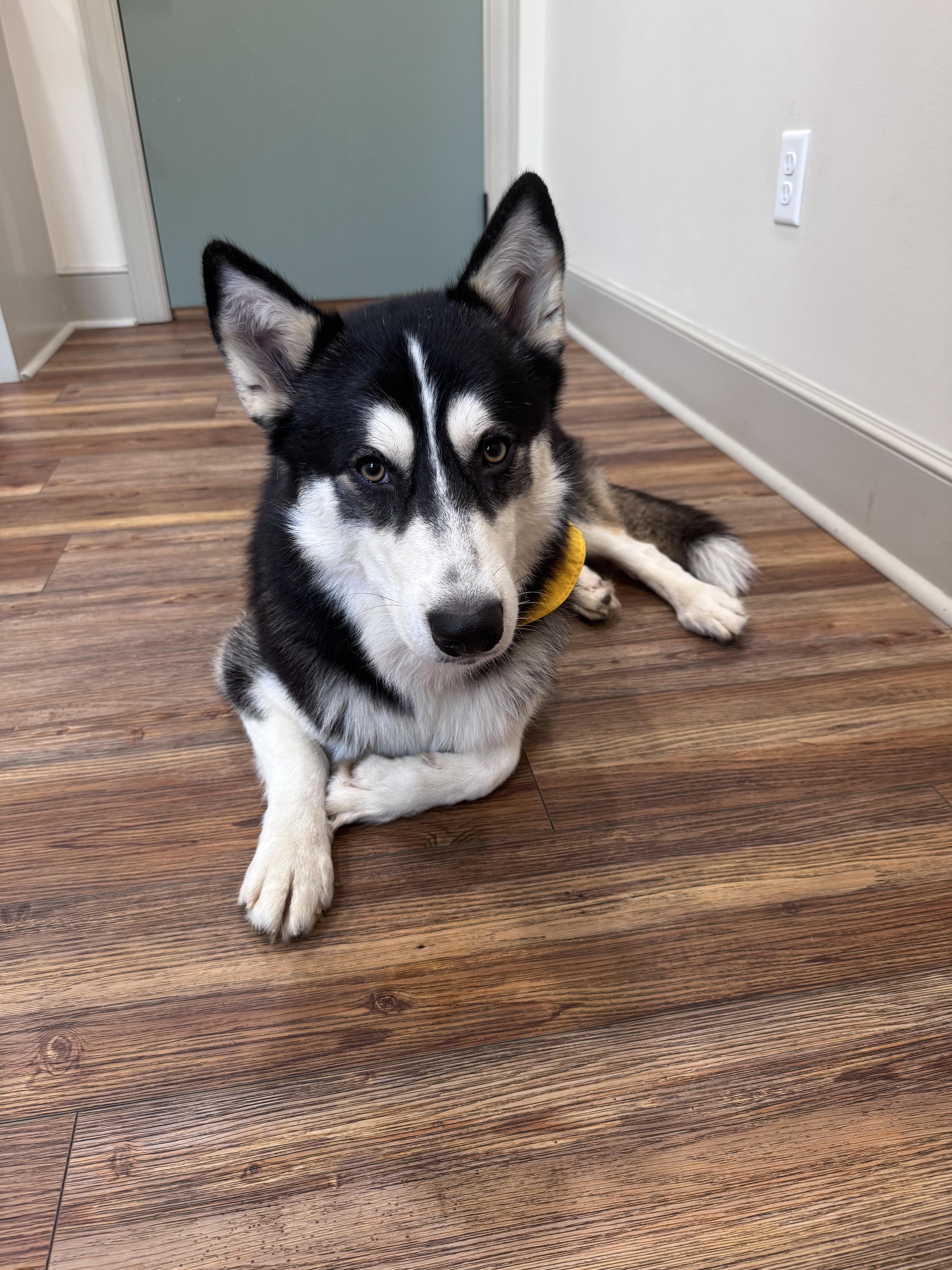 Enlarge Sir Markus, a Adoptable Siberian Husky in Cumming, GA image 3/4
