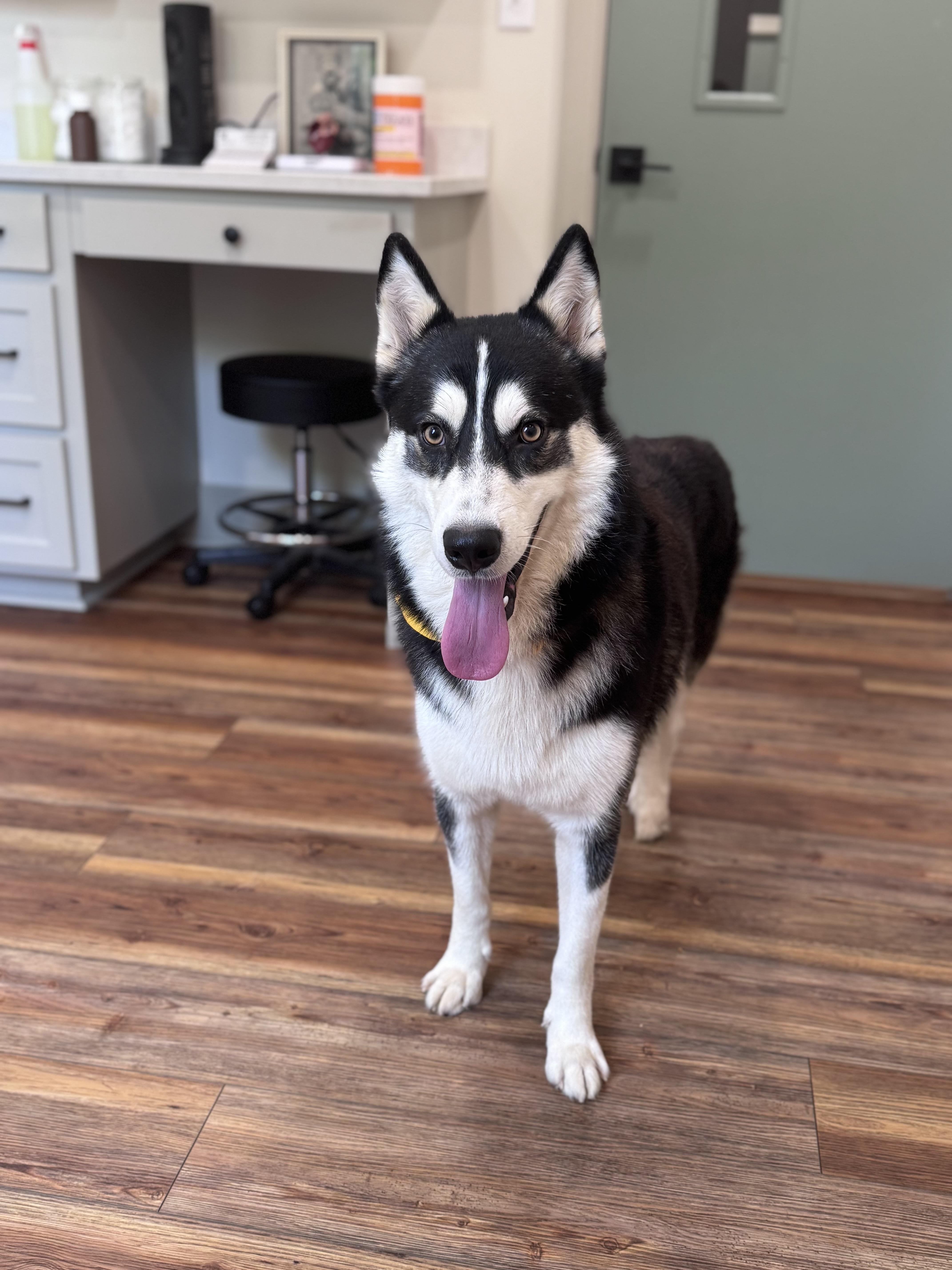 Enlarge Sir Markus, a Adoptable Siberian Husky in Cumming, GA image 4/4
