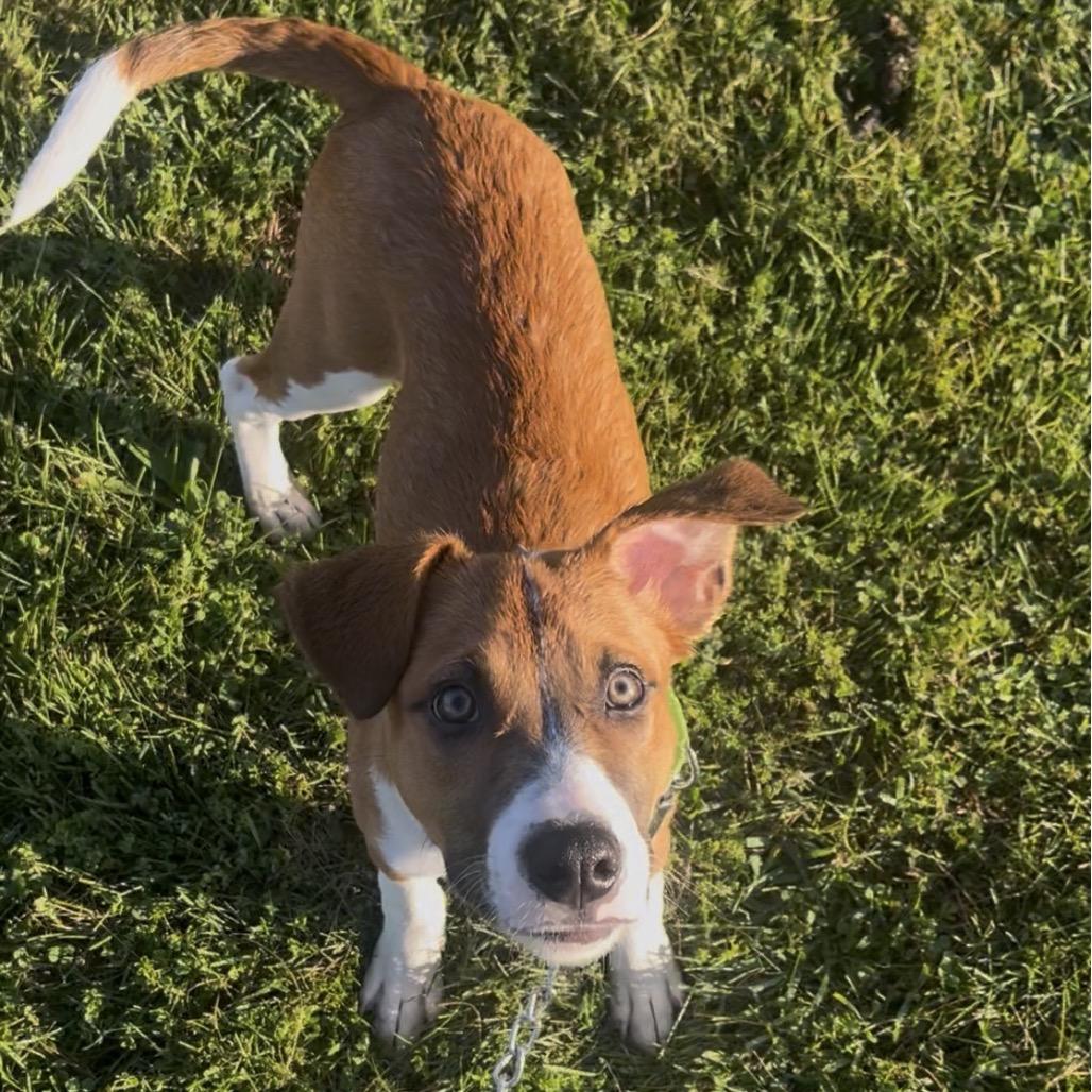 Russell, Adoptable, Puppy Male Boxer & Shepherd.