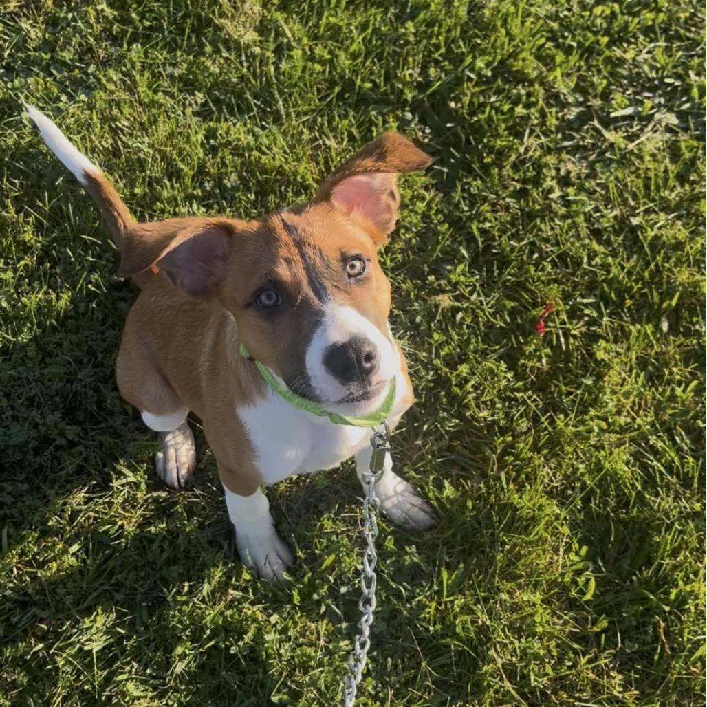 Enlarge Russell, a Adoptable mixed breed in Marysville, OH image 2/4