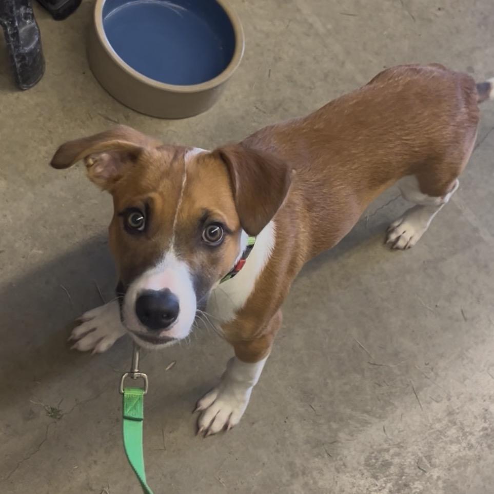 Enlarge Russell, a Adoptable mixed breed in Marysville, OH image 3/4
