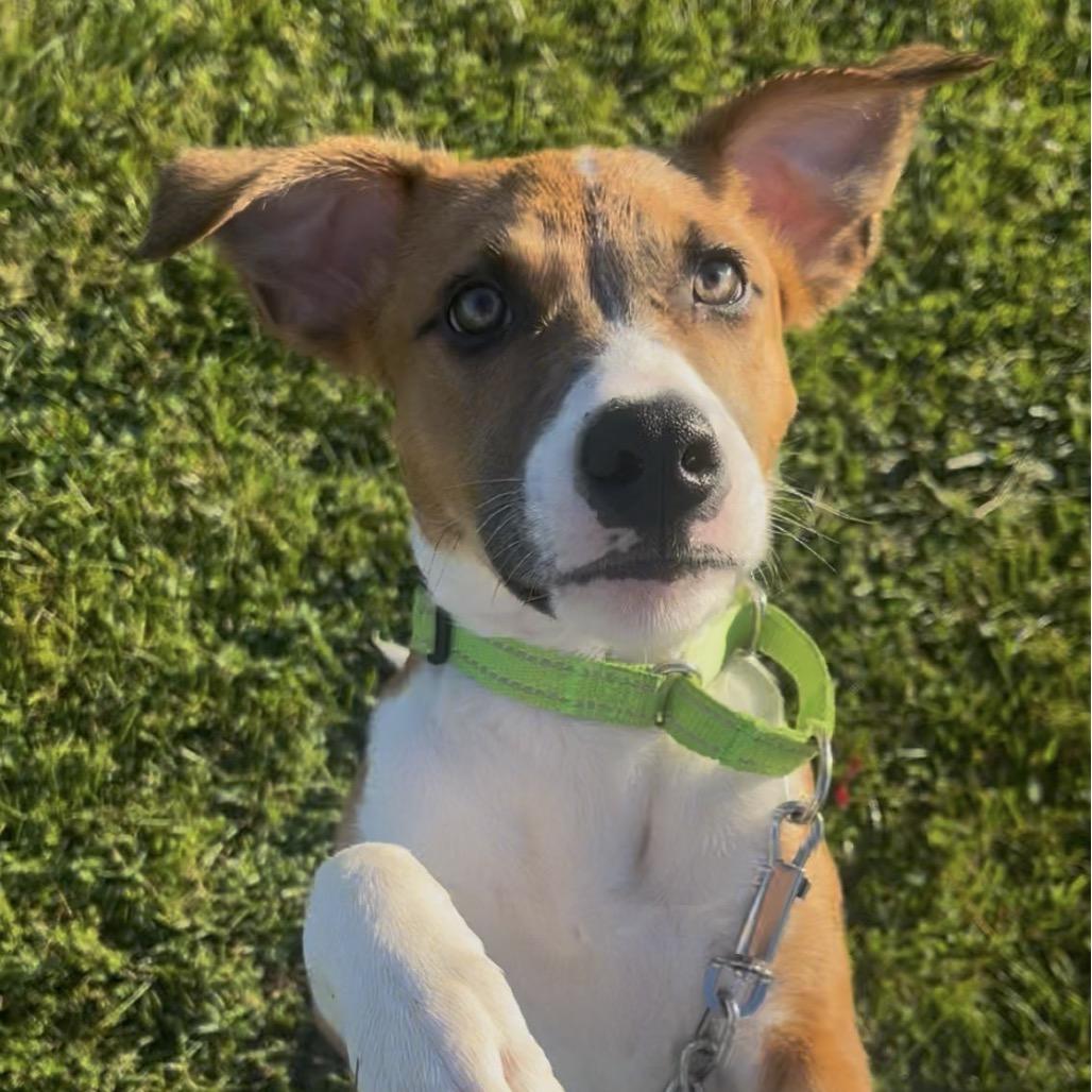 Enlarge Russell, a Adoptable mixed breed in Marysville, OH image 4/4
