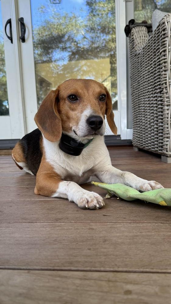 Sullivan, Adoptable, Adult Male Beagle.