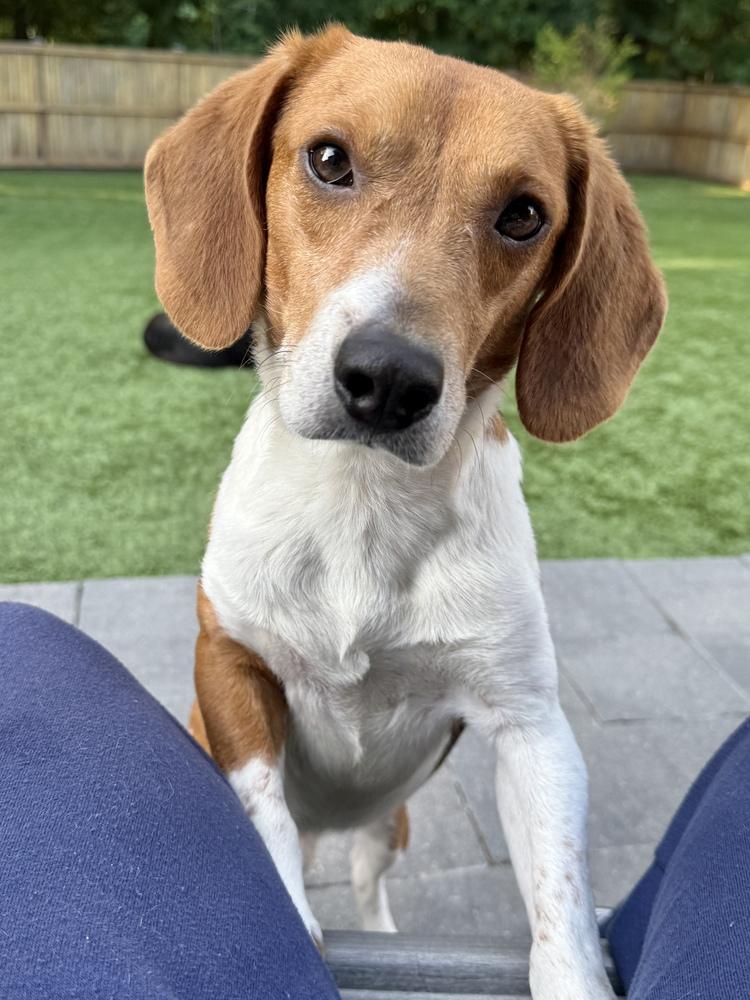 Sullivan, Adoptable, Adult Male Beagle.