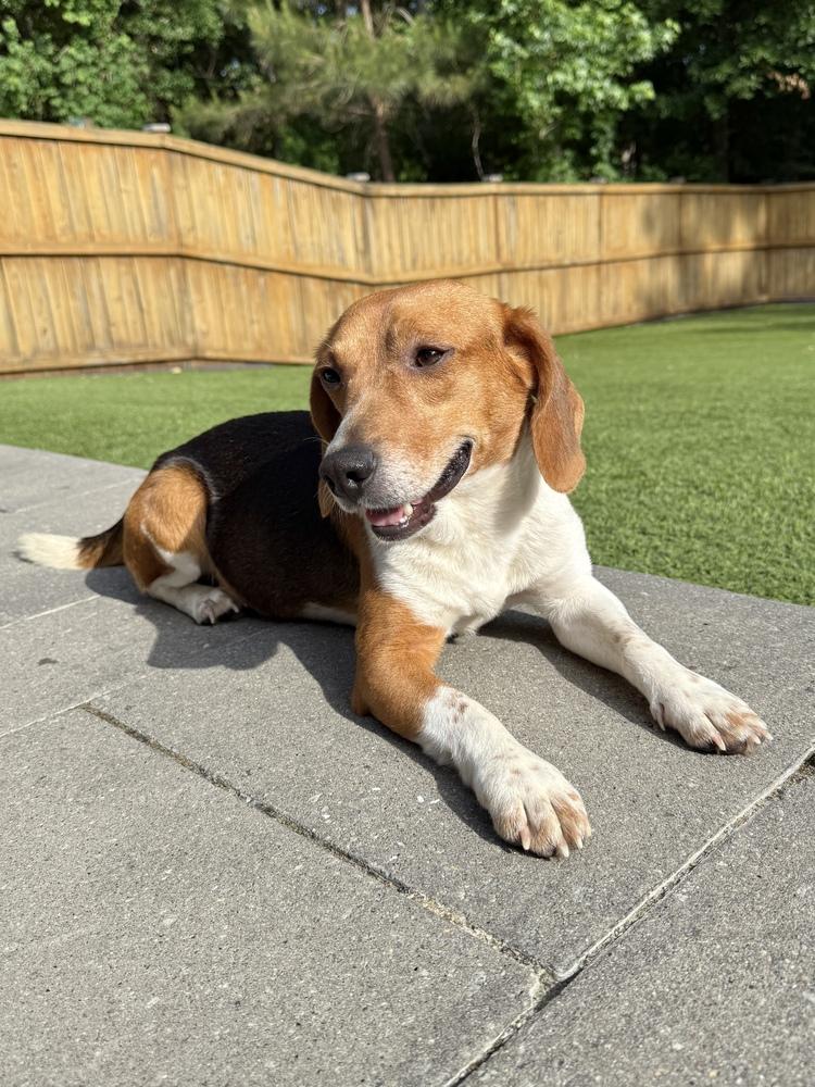 Enlarge Sullivan, a Adoptable Beagle in Charleston, SC image 2/6
