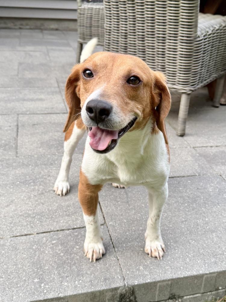 Enlarge Sullivan, a Adoptable Beagle in Charleston, SC image 3/6