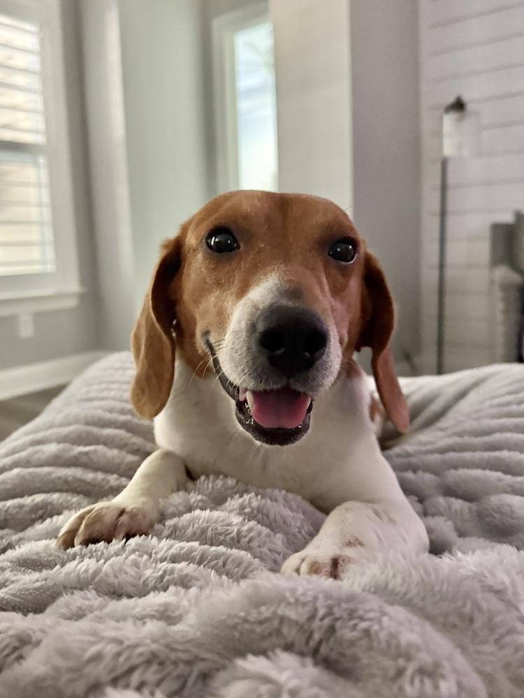 Enlarge Sullivan, a Adoptable Beagle in Charleston, SC image 4/6