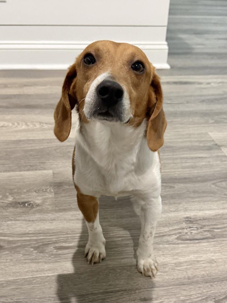 Enlarge Sullivan, a Adoptable Beagle in Charleston, SC image 5/6