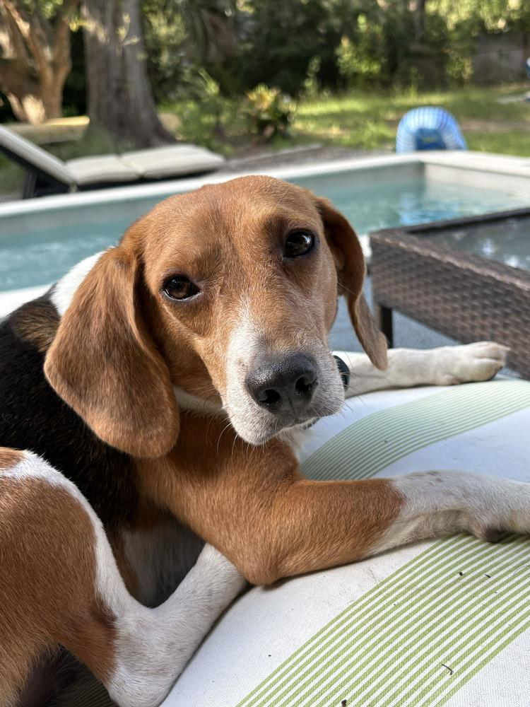 Enlarge Sullivan, a Adoptable Beagle in Charleston, SC image 4/6