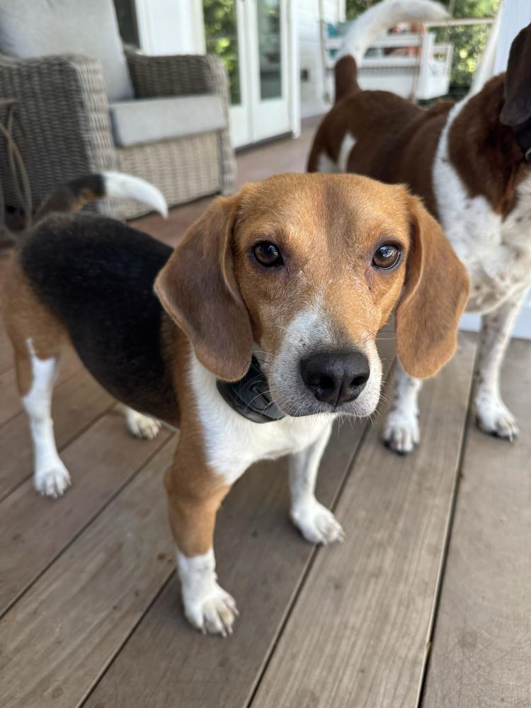 Enlarge Sullivan, a Adoptable Beagle in Charleston, SC image 5/6