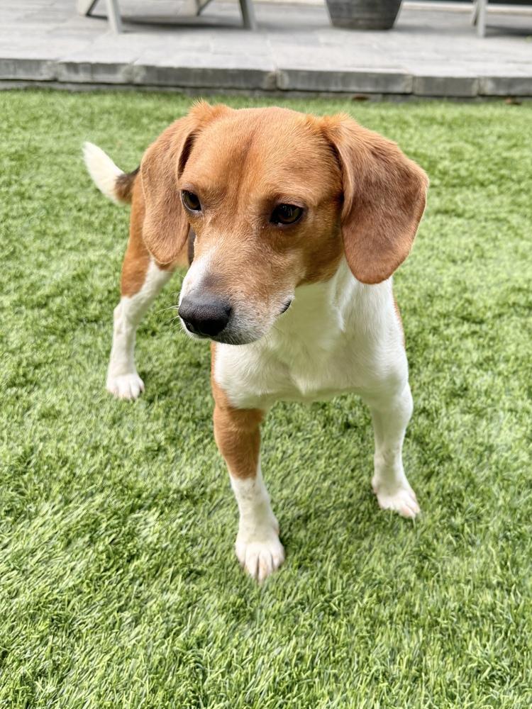 Enlarge Sullivan, a Adoptable Beagle in Charleston, SC image 6/6