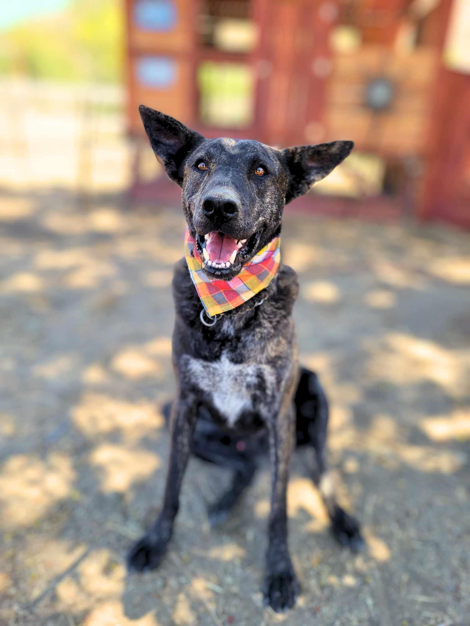 Roger, Young Male Dutch Shepherd