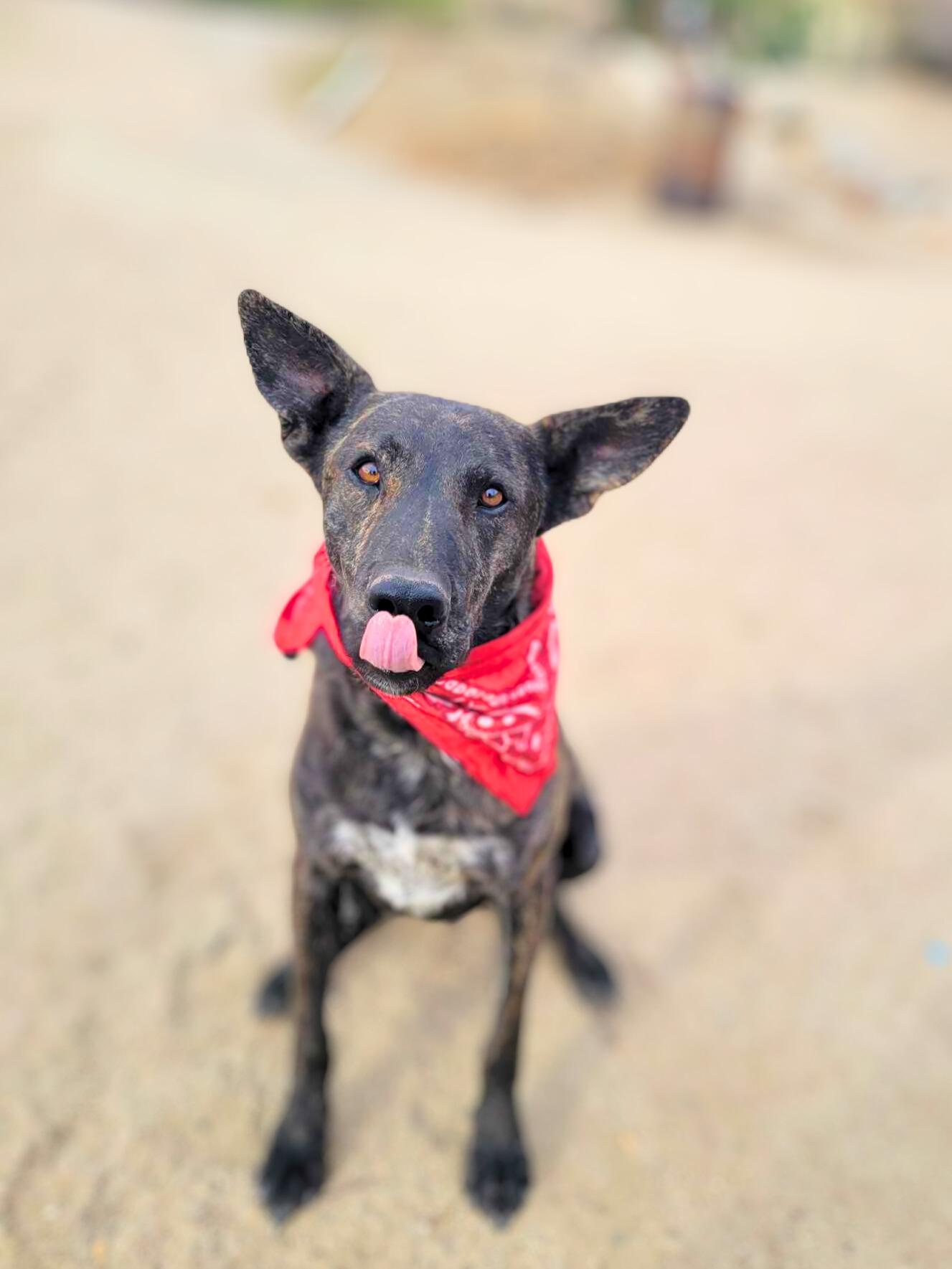 Roger, a Adoptable mixed breed in Temecula, CA image 3/6