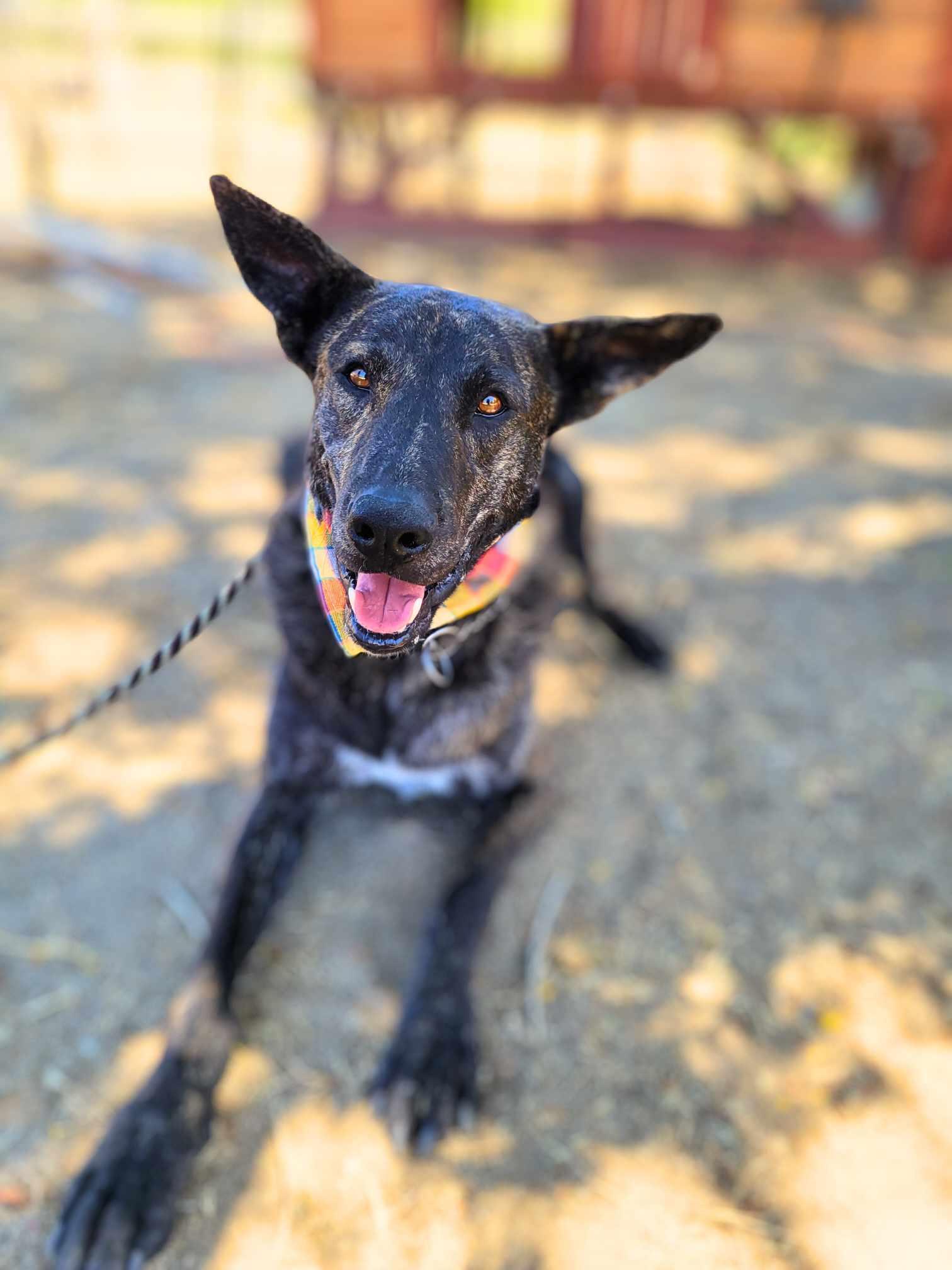 Roger, a Adoptable mixed breed in Temecula, CA image 6/6