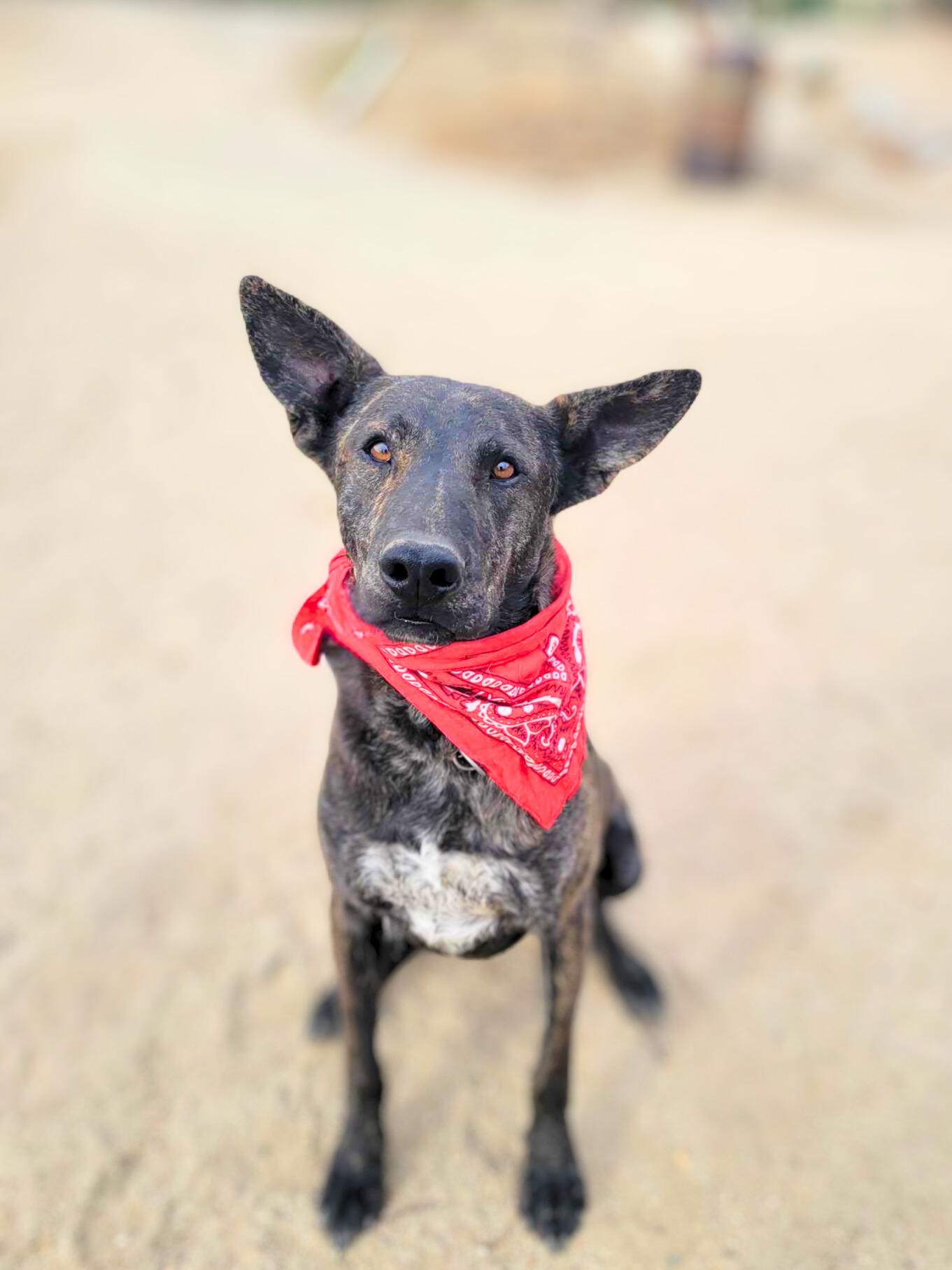 Roger, a Adoptable mixed breed in Temecula, CA image 2/6