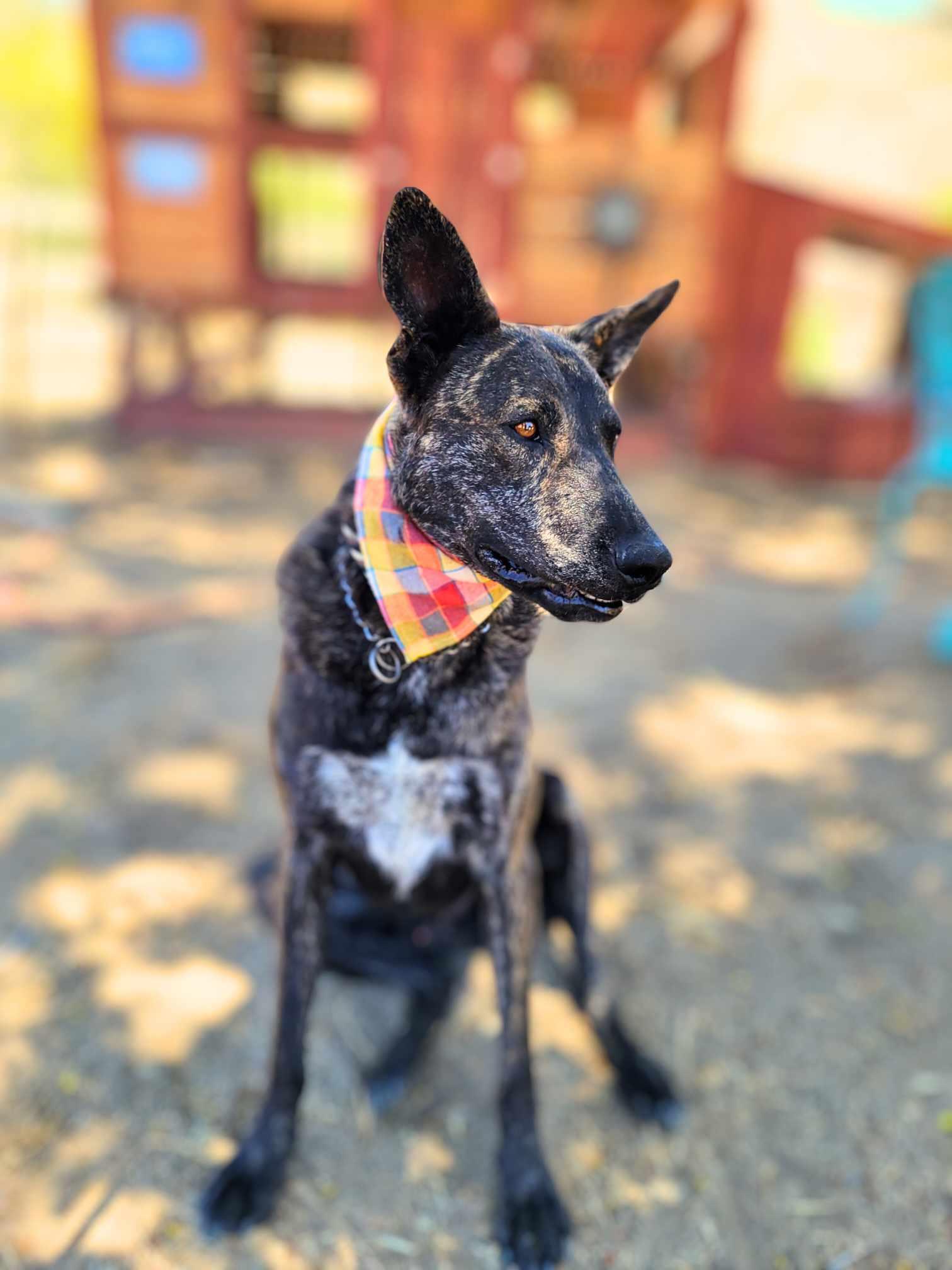 Roger, a Adoptable mixed breed in Temecula, CA image 4/6