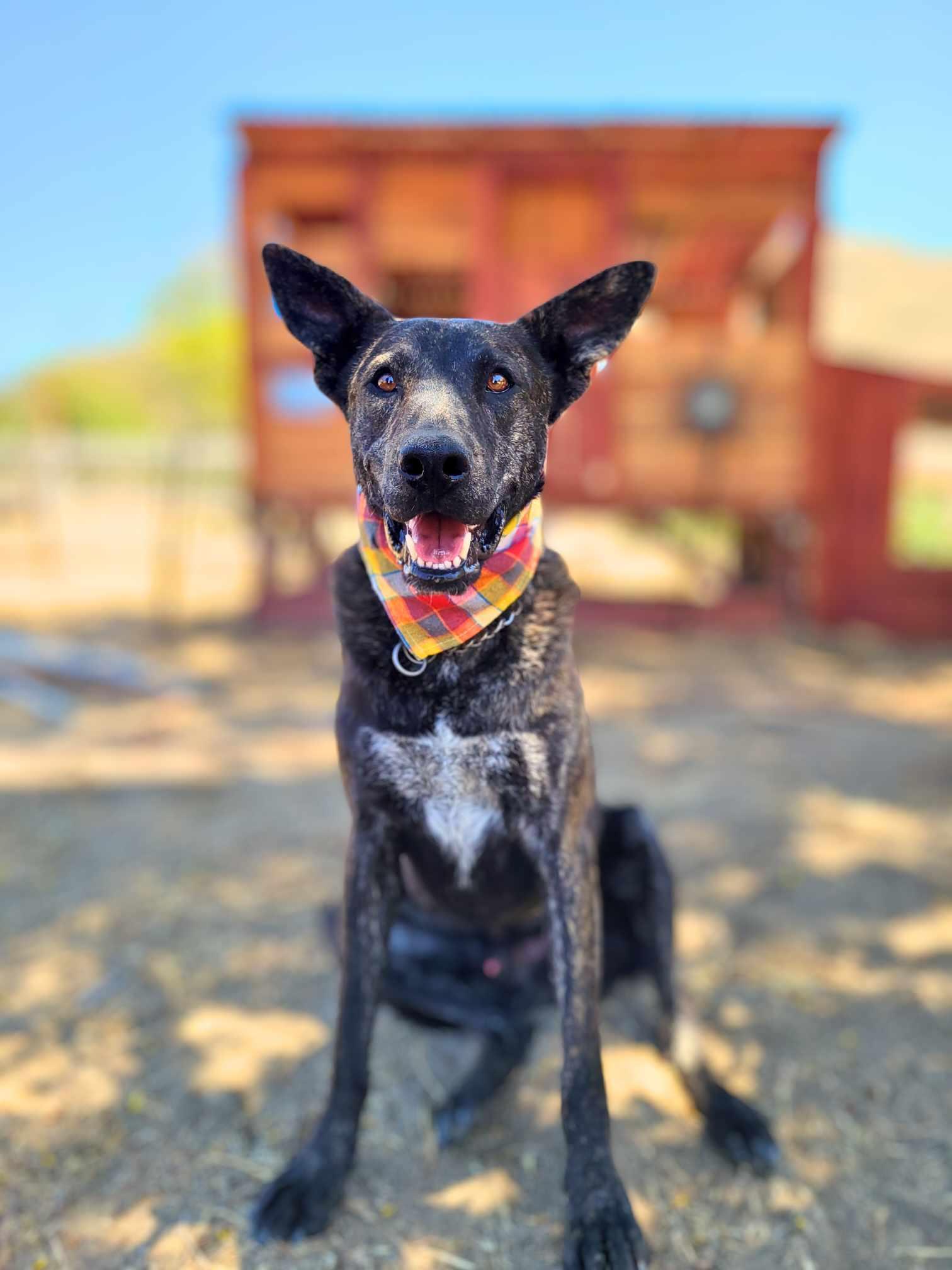 Roger, a Adoptable mixed breed in Temecula, CA image 5/6