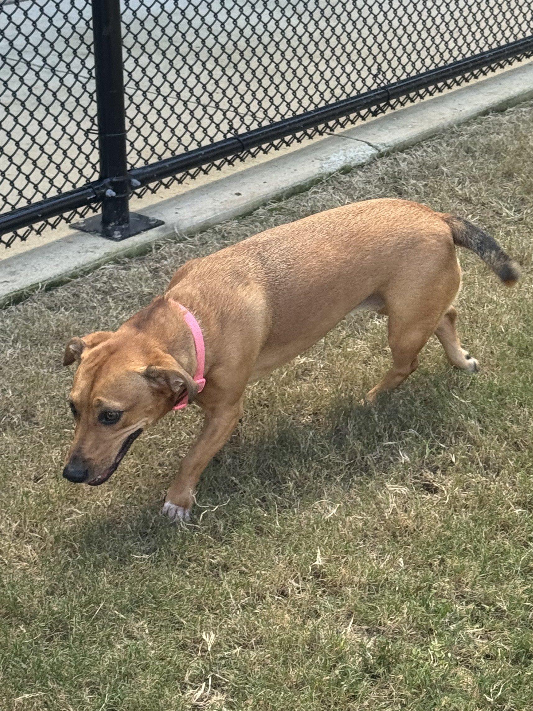 Dottie, Adoptable, Young Female Dachshund.